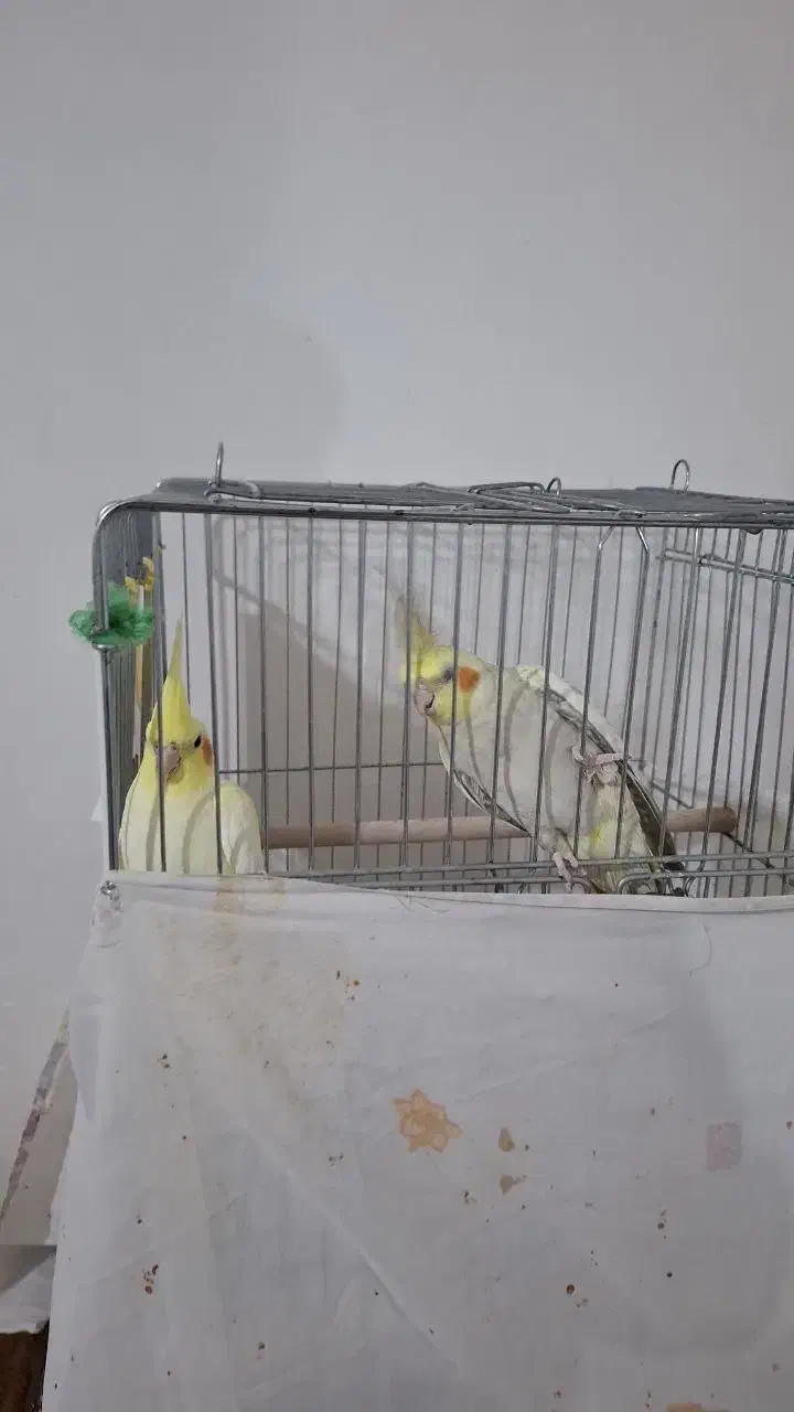 عروس هلندی|پرنده|قره ضیاالدین, |دیوار