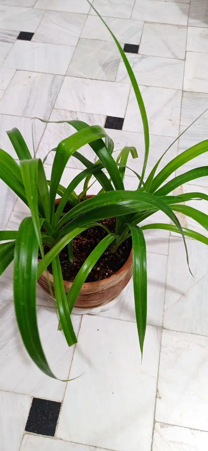 گیاه پاندانوس|گل و گیاه طبیعی|قم, نیروگاه|دیوار