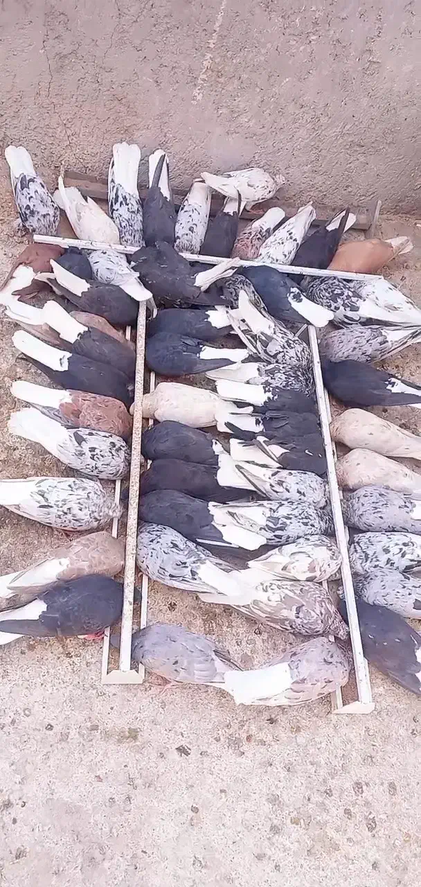 حیوان کالا نیست|حیوانات|خواف, |دیوار