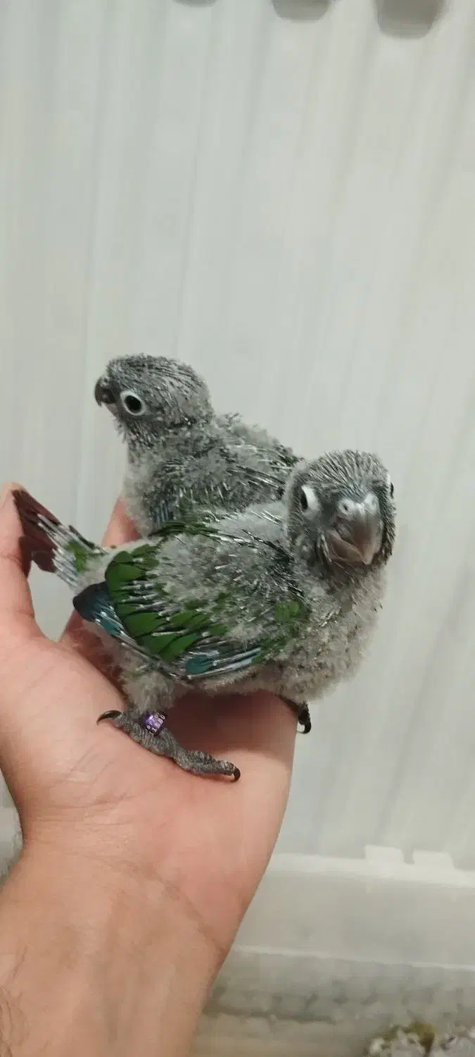 جوجه گرینچیک|پرنده|تنکابن, |دیوار