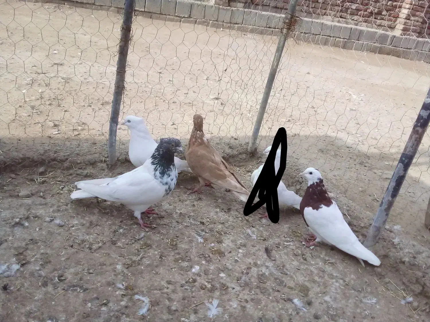 کبوتر|پرنده|بناب, |دیوار