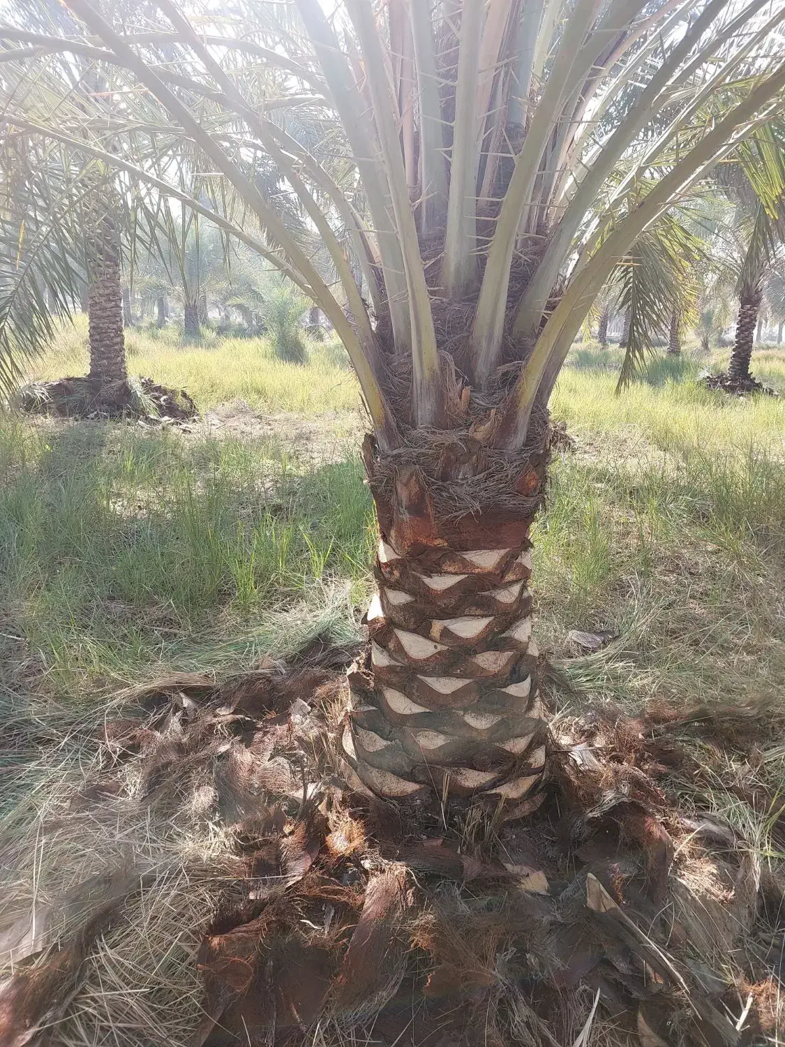 کار نخل|خدمات باغبانی و درختکاری|چمران, |دیوار