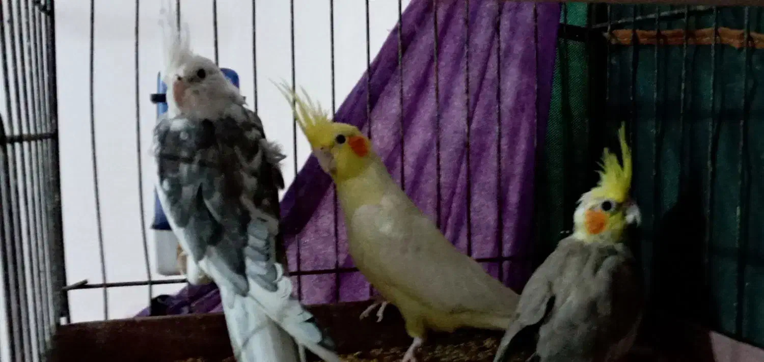 طوطی عروس|پرنده|چمران, |دیوار