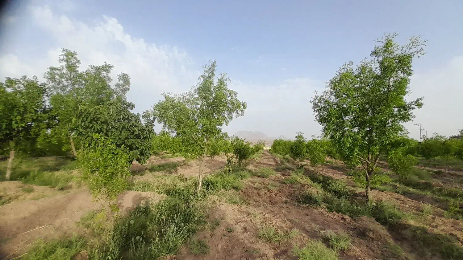 فروش فوری باغ نقد و اقساط|فروش دفتر صنعتی، کشاورزی، تجاری|خوسف, |دیوار