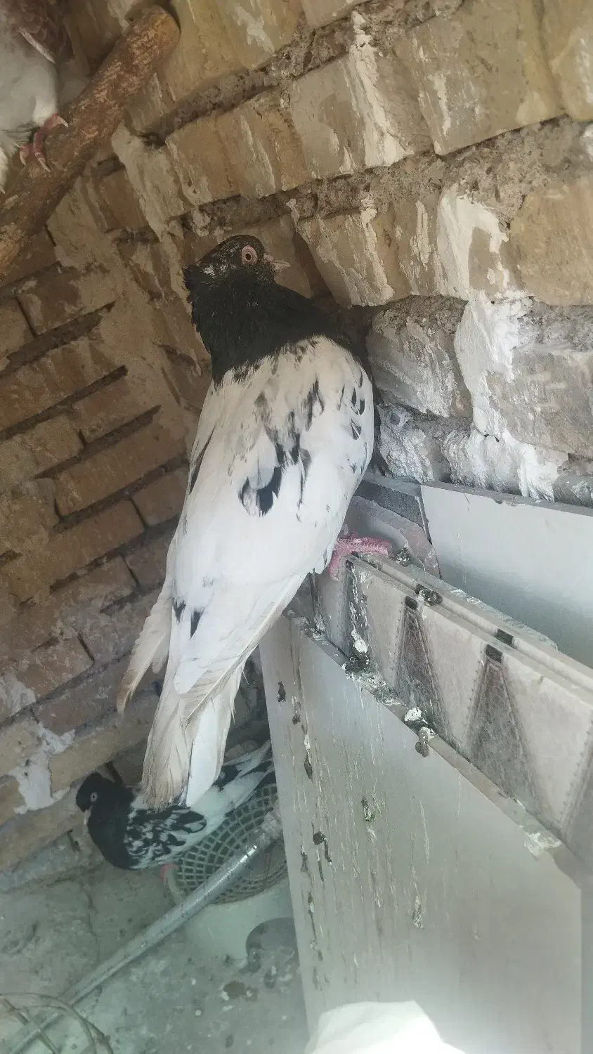 کبوتر|پرنده|اهواز, دغاغله|دیوار