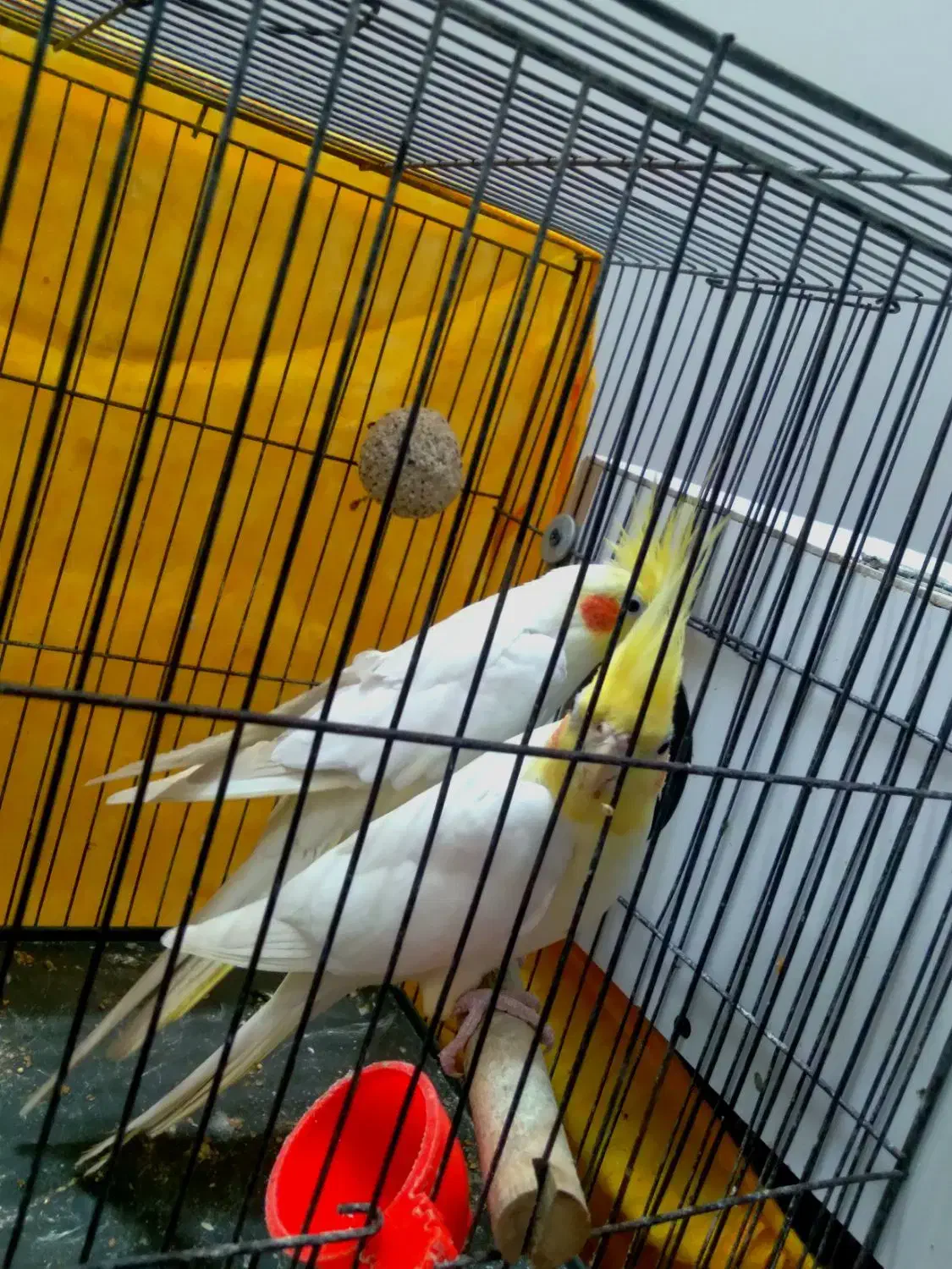 عروس هلندی جفت|پرنده|شلمان, |دیوار