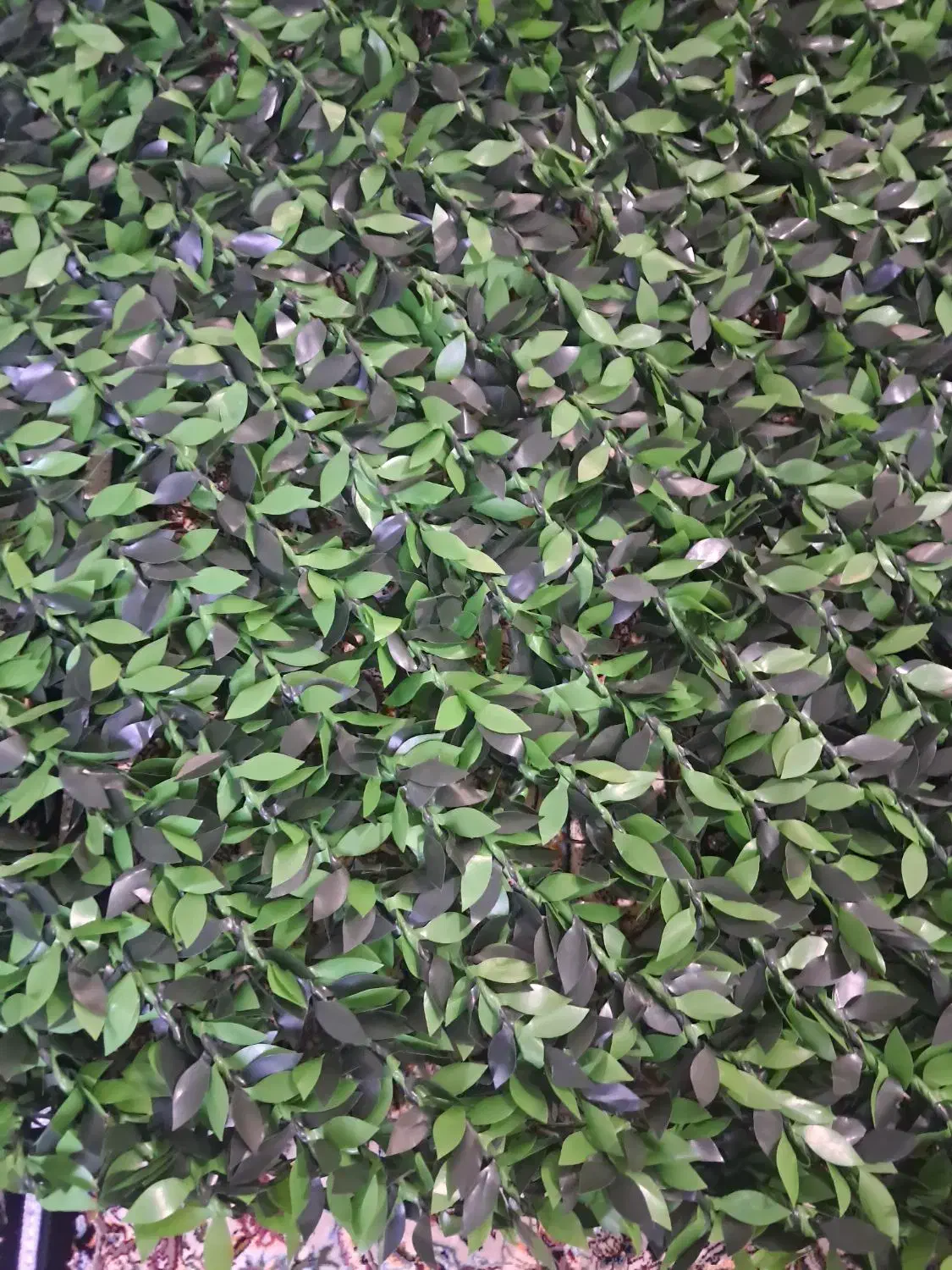 گل مصنوعی|گل مصنوعی|کرمانشاه, |دیوار