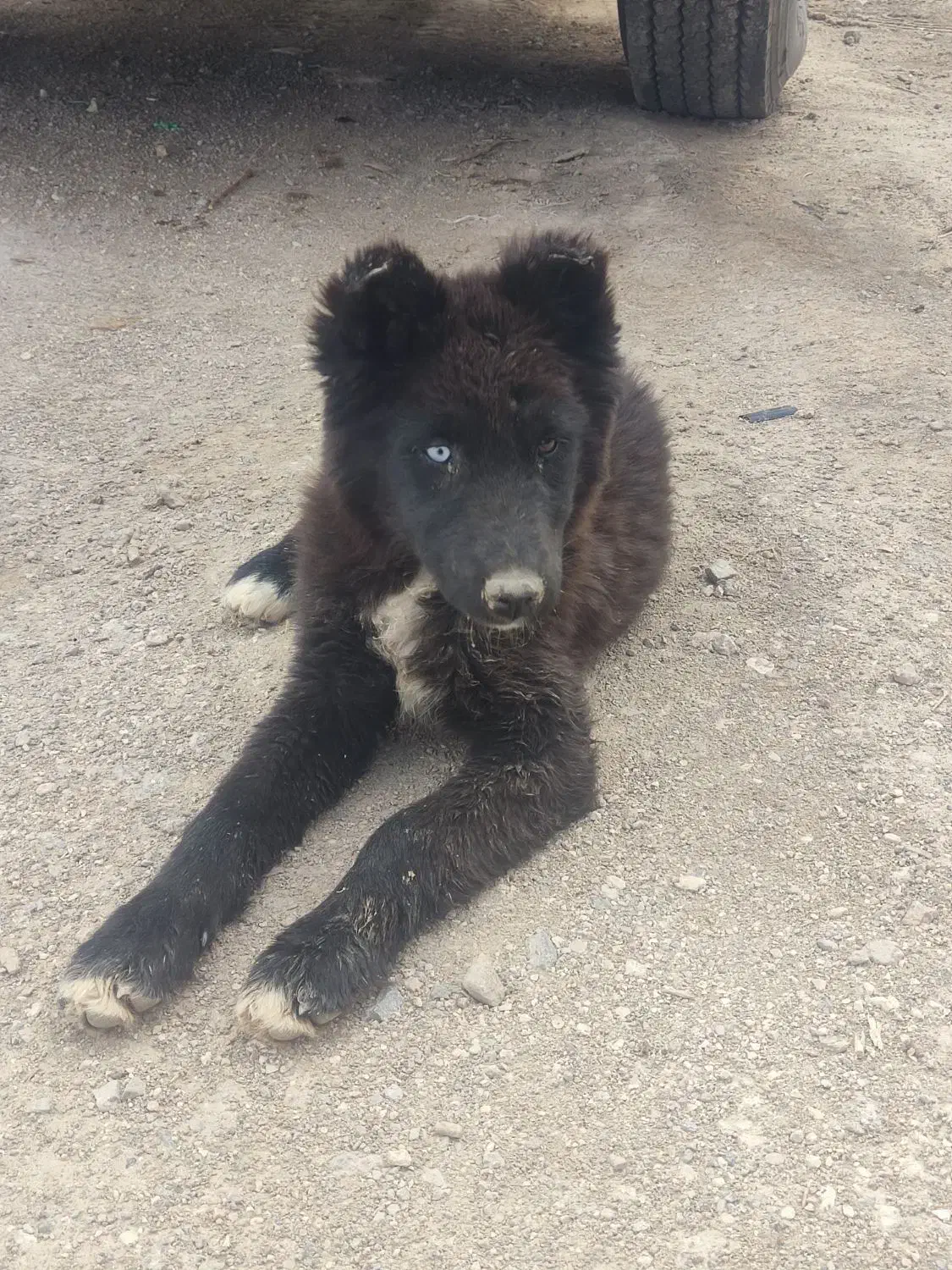 سگ.|سگ|آباده, |دیوار