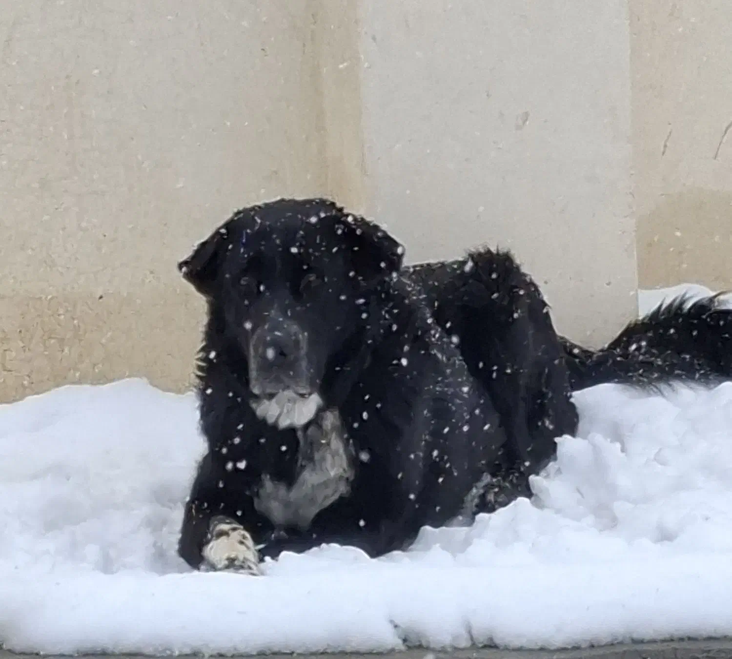 سگ قدرجونی|سگ|خمینیشهر, |دیوار