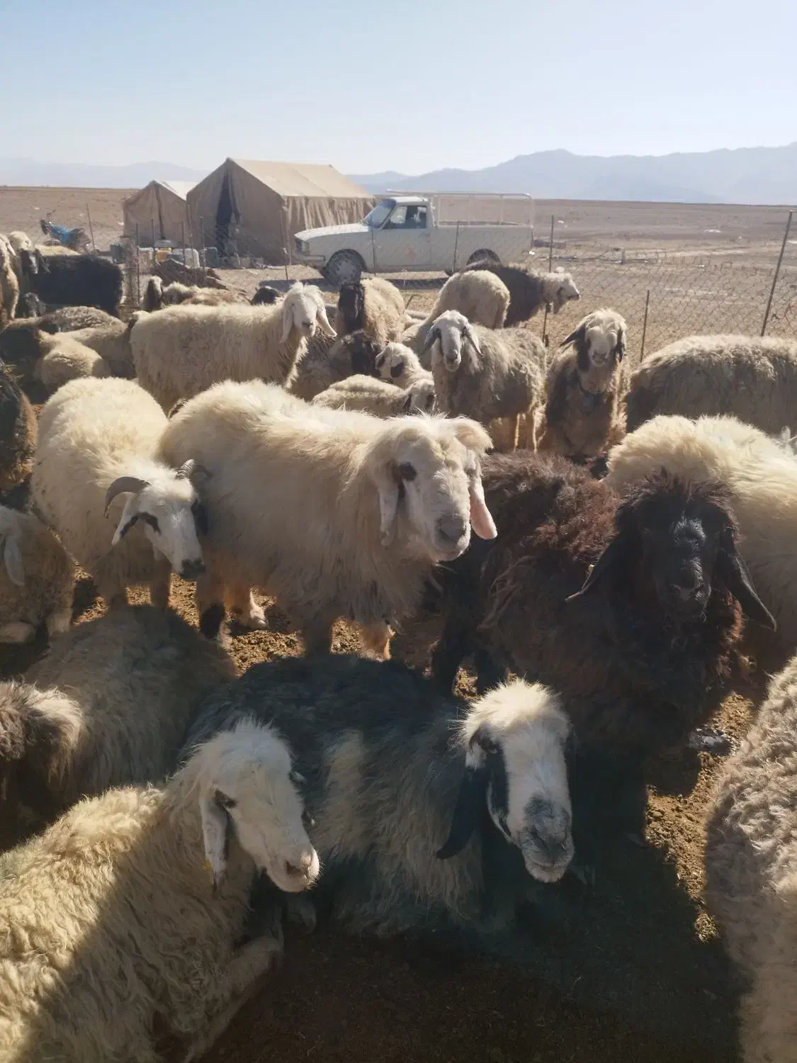 دوراس میش داشتی و یک راس قوچ|حیوانات مزرعه|اقلید, |دیوار