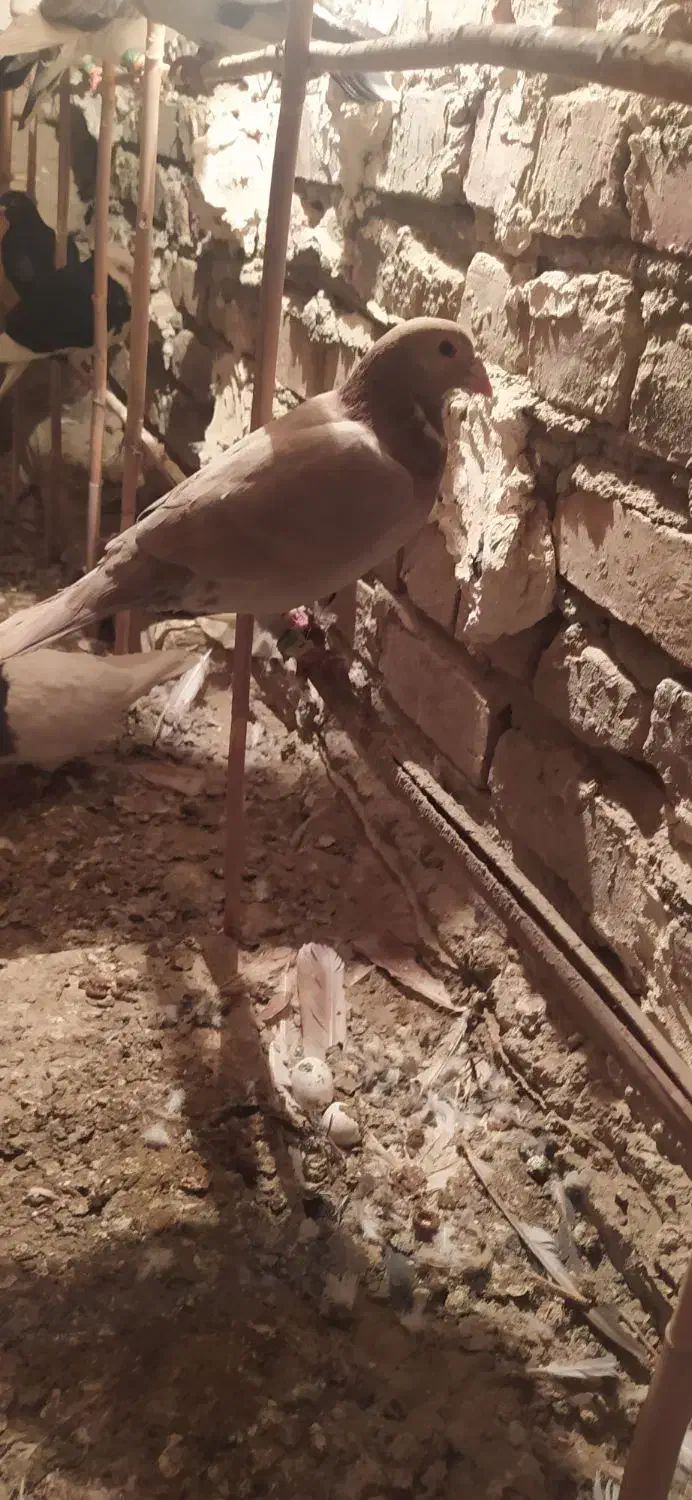 کبوتر نر|پرنده|زابل, |دیوار