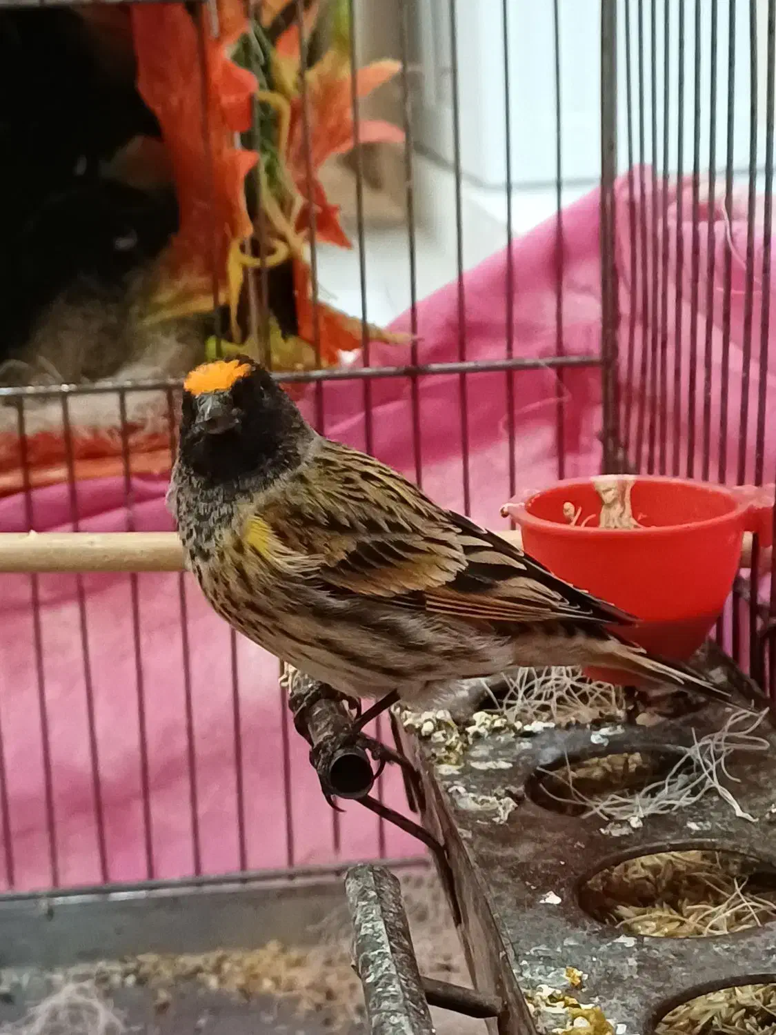 سهره گلبسر مست|پرنده|فردیس, نگارستان|دیوار