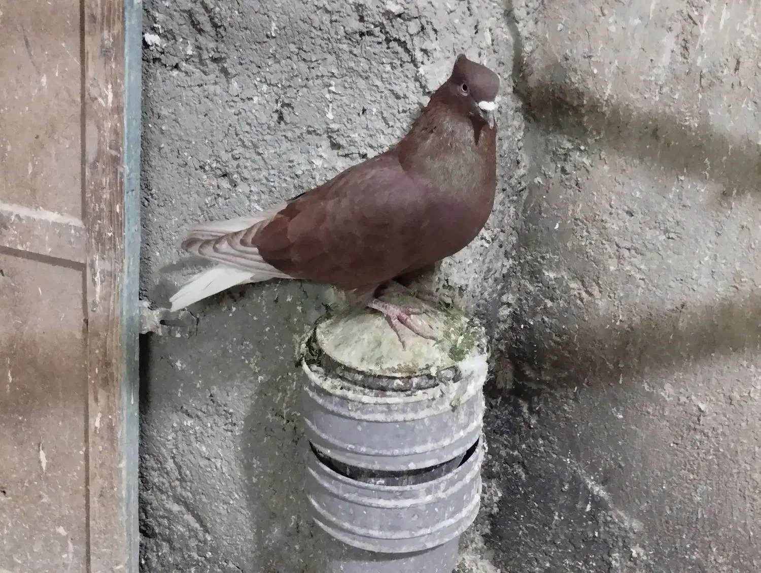 کبوتر طوقی|پرنده|بروجرد, |دیوار