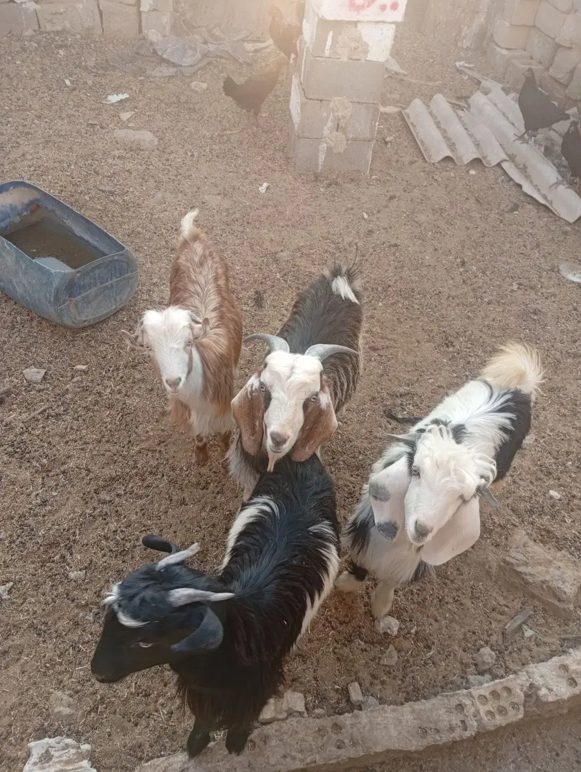 بزز..|حیوانات مزرعه|هندیجان, |دیوار