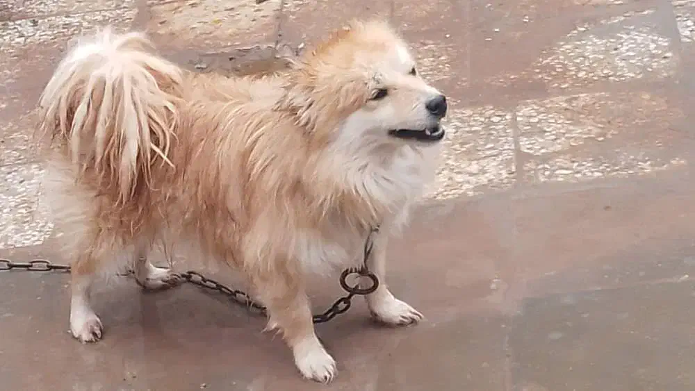 سگ پامرا|سگ|رفسنجان, |دیوار