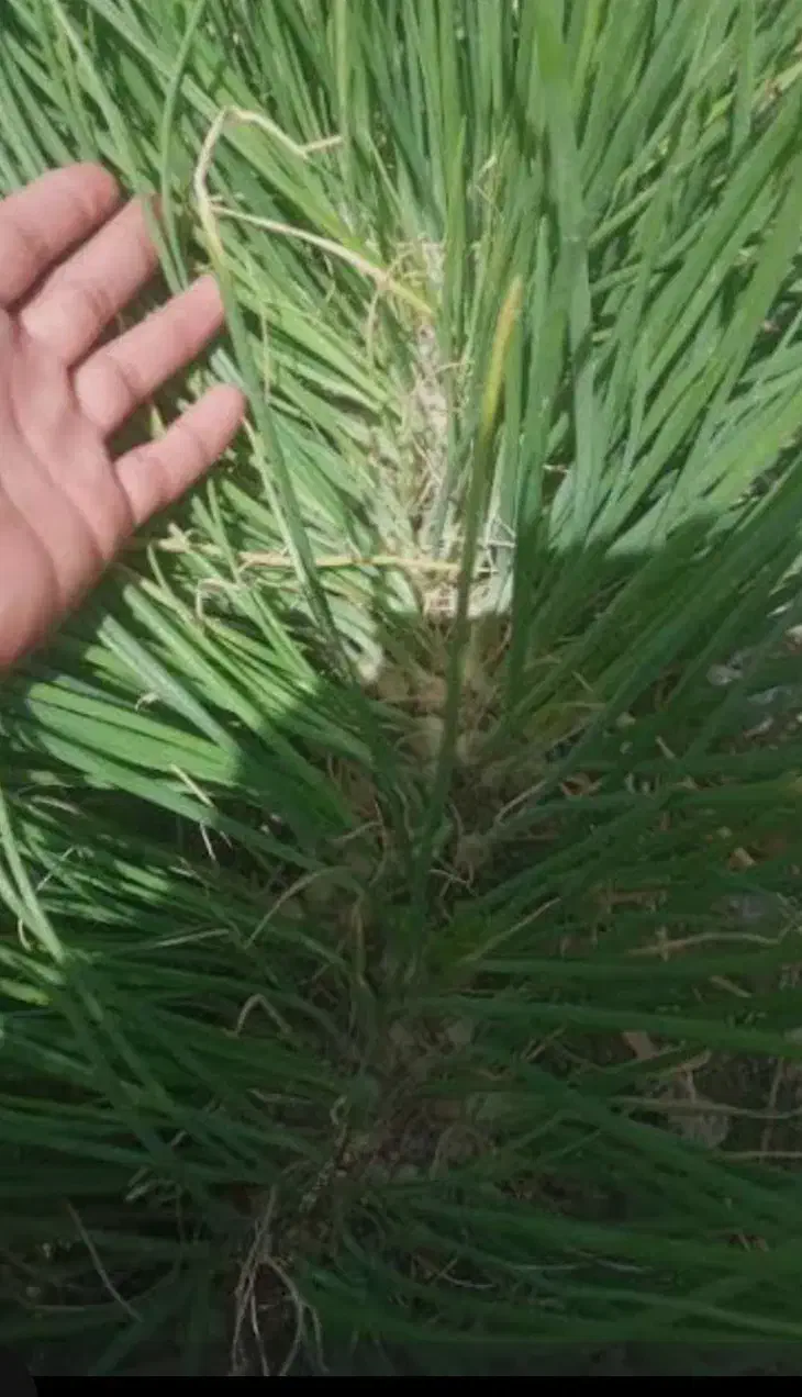 نشا پیاز سفید ps|خدمات باغبانی و درختکاری|اصفهان, ارداجی|دیوار