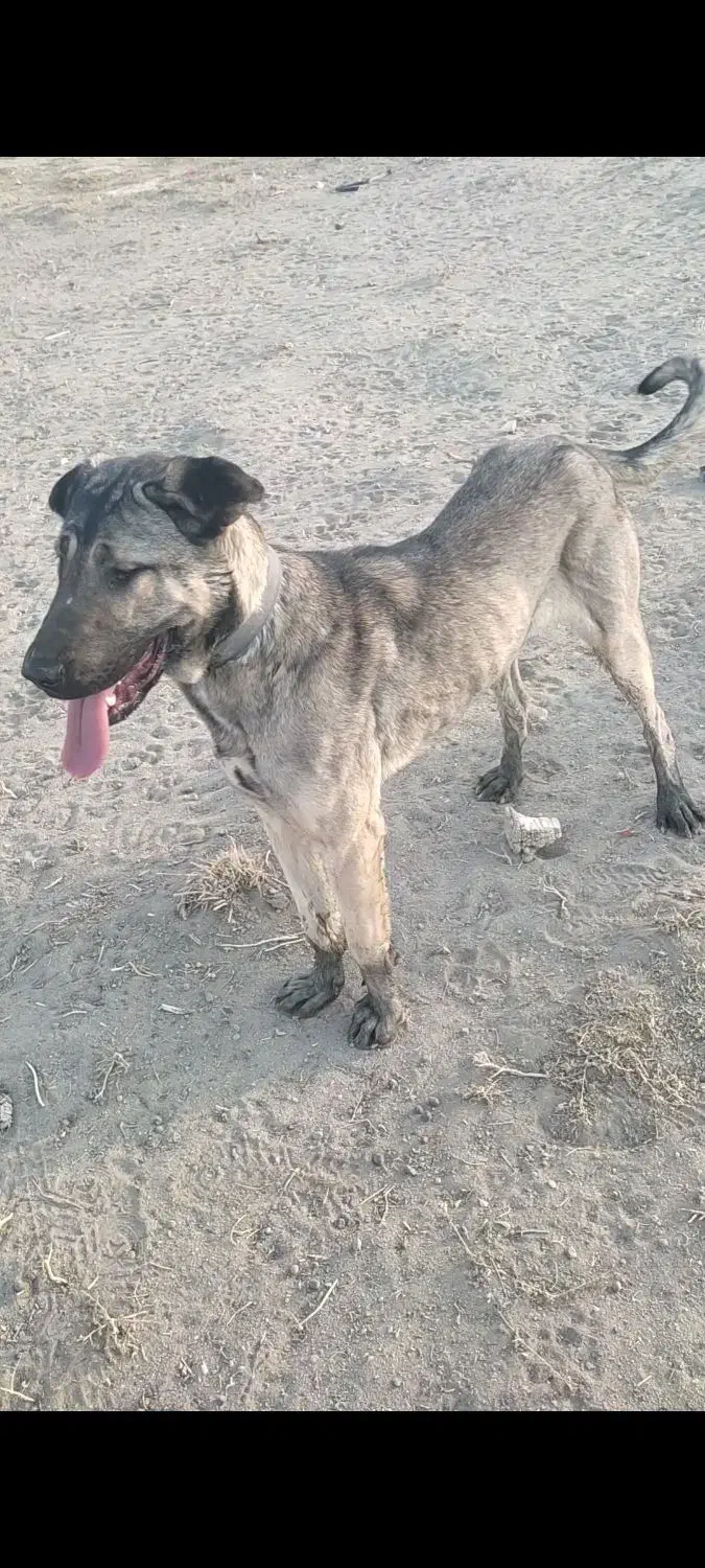 سگ عراقی ماده|سگ|کبودرآهنگ, |دیوار