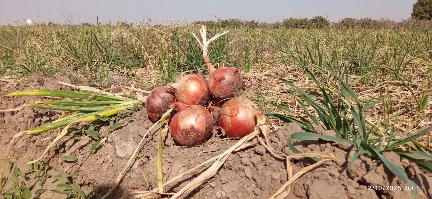 پیاز زرد|خوردنی و آشامیدنی|جوین, |دیوار