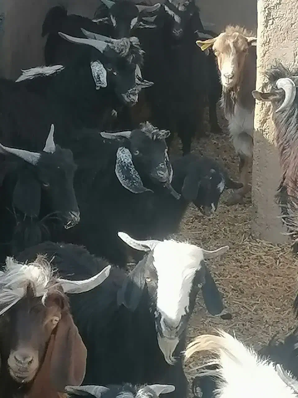 فروش بز غاله نر وماده|حیوانات مزرعه|کرمان, |دیوار