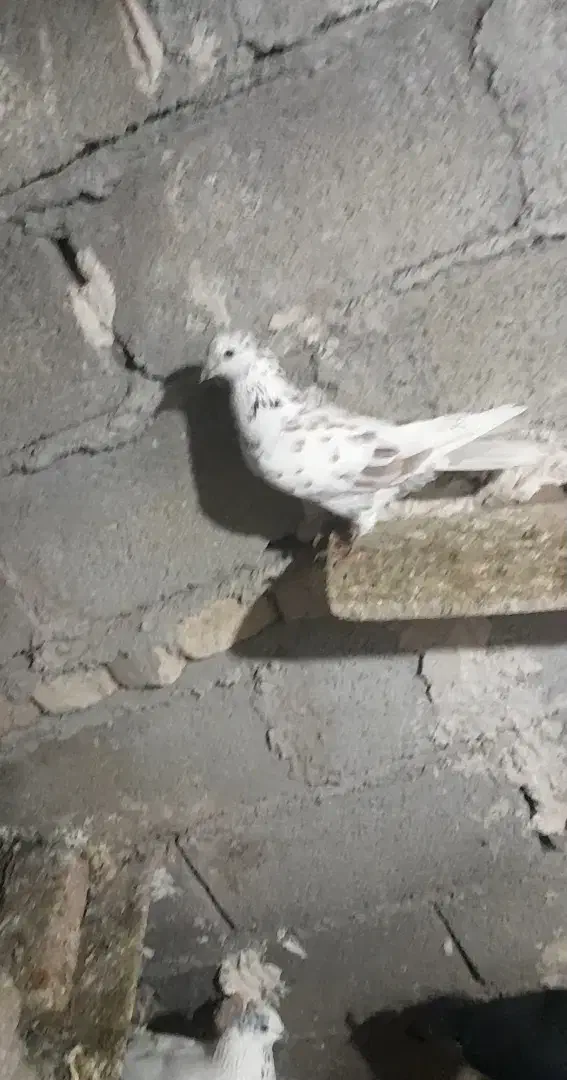 کبوتر|حیوانات|پارس‌آباد, |دیوار