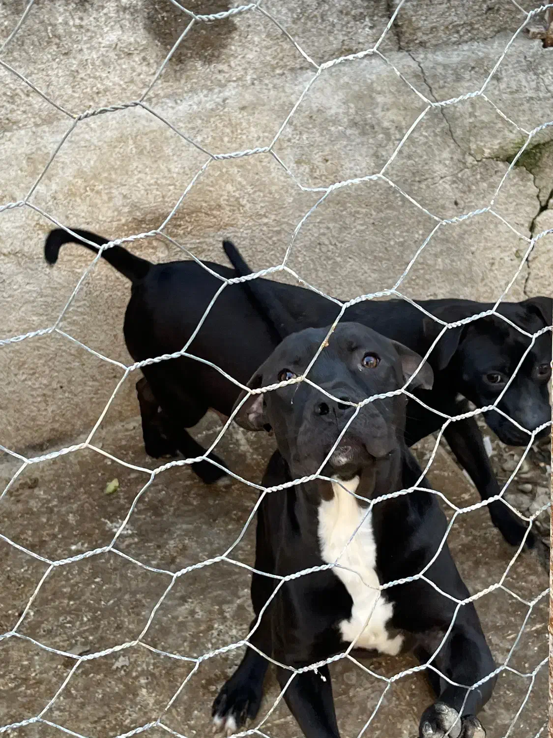 سگ پیتبول آمریکن بولی|سگ|گرگان, |دیوار