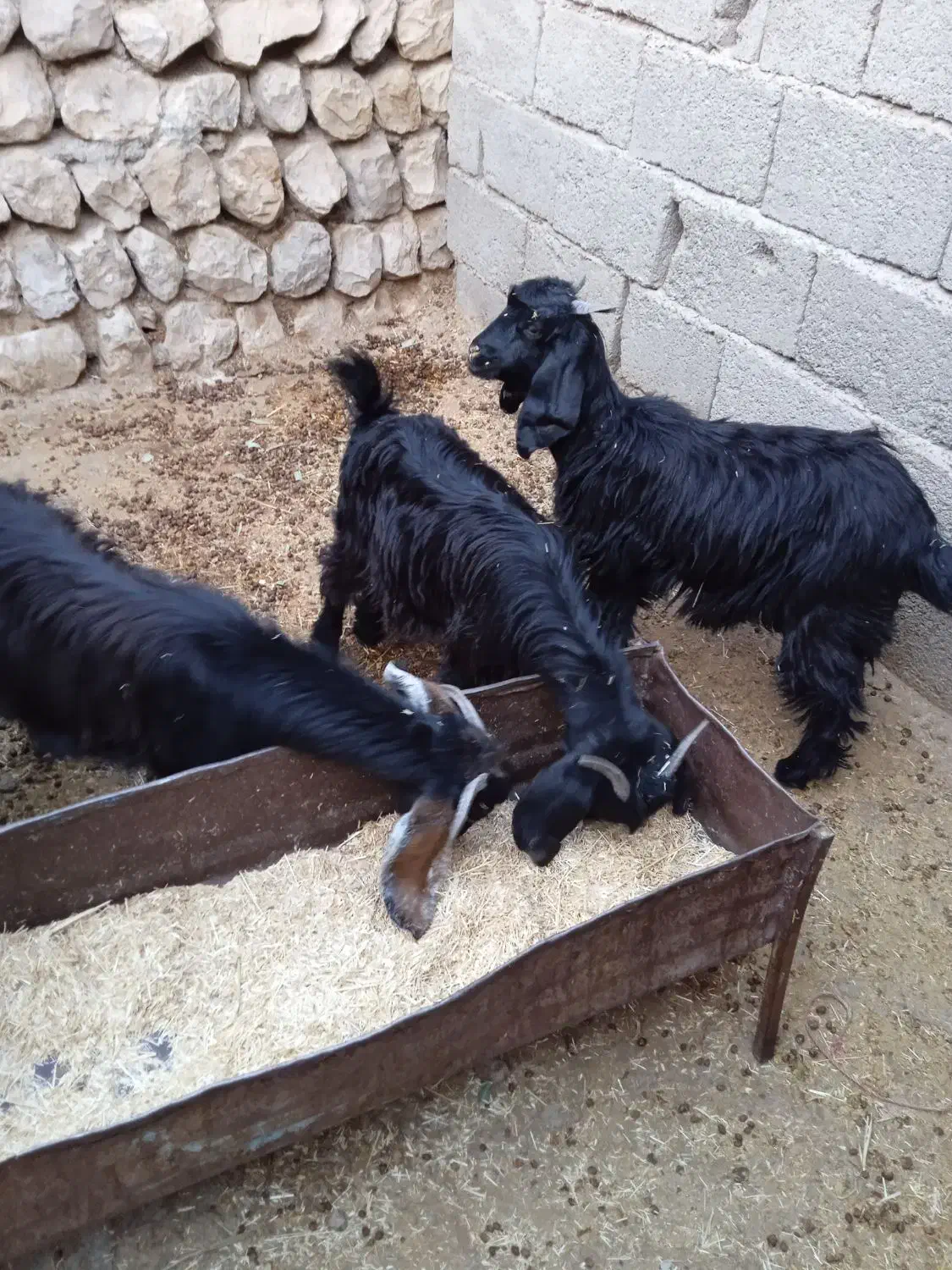 بزغاله|حیوانات مزرعه|آبدانان, |دیوار