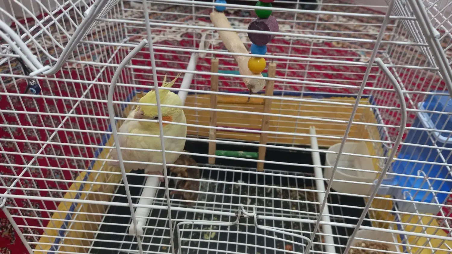 عروس هلندی نر|پرنده|دورود, |دیوار