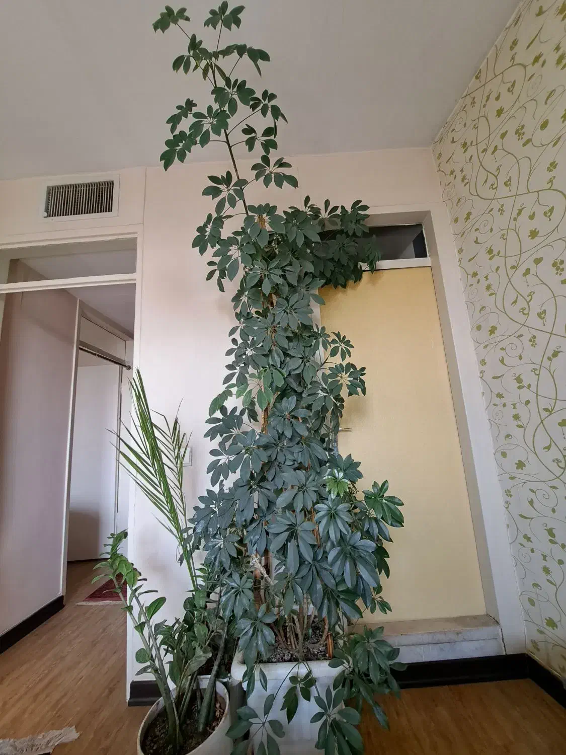 شفلرا|گل و گیاه طبیعی|کرج, چهارصد دستگاه|دیوار