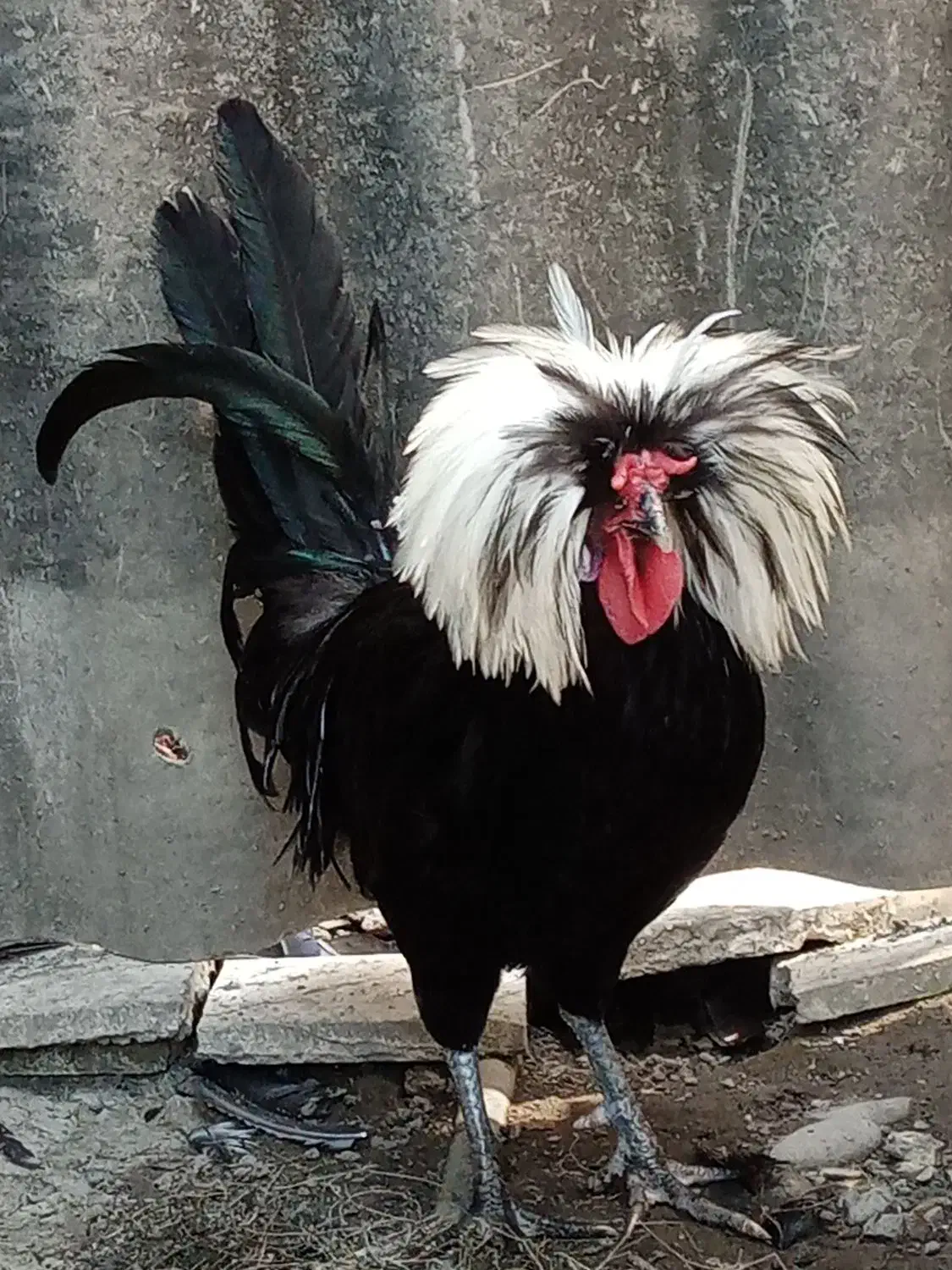 خروس محلی.مرغ لاری گلین واردک خارجی لهستانی|حیوانات مزرعه|نشتارود, |دیوار