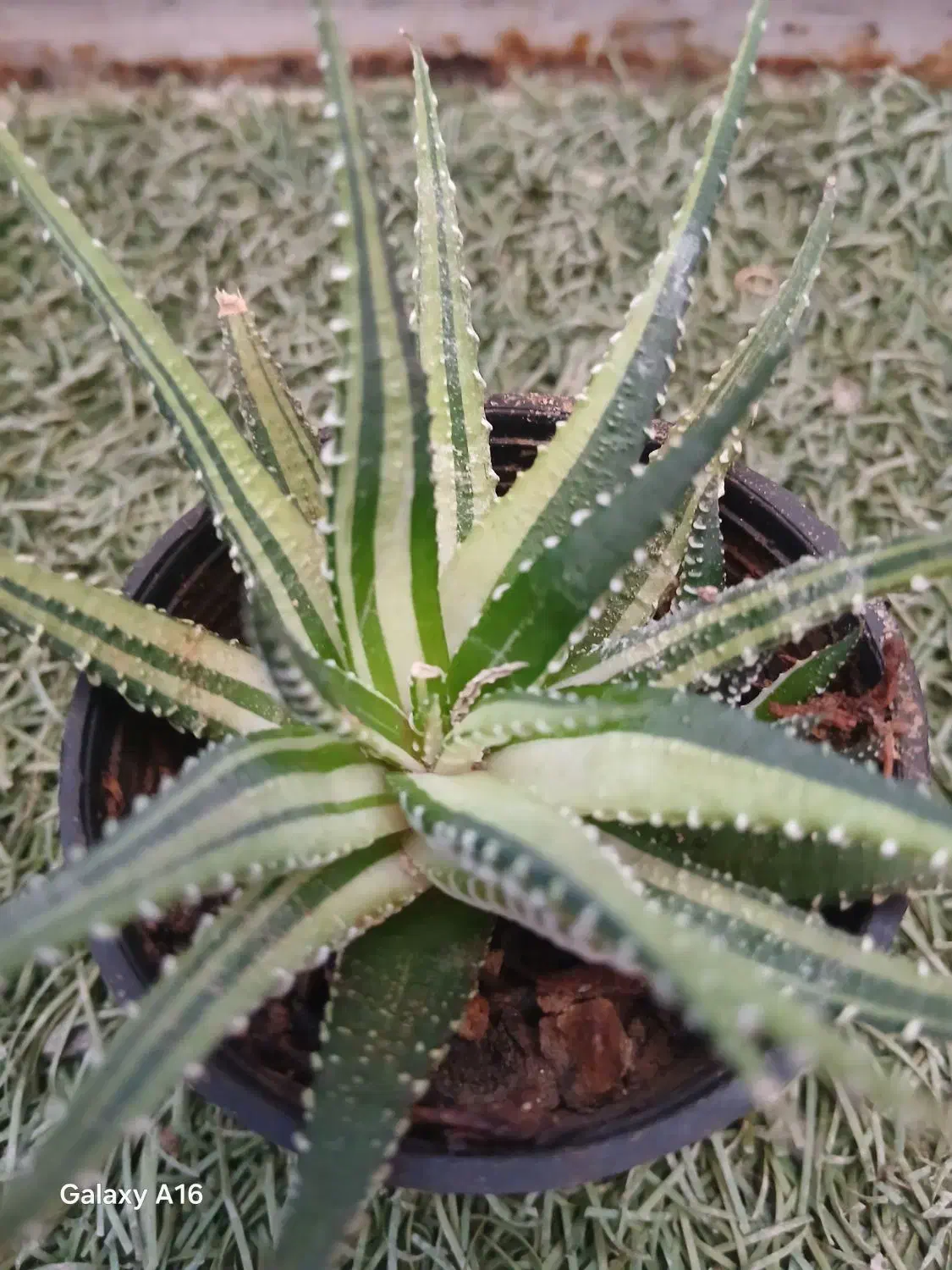 گل و گیاه|گل و گیاه طبیعی|آباده, |دیوار