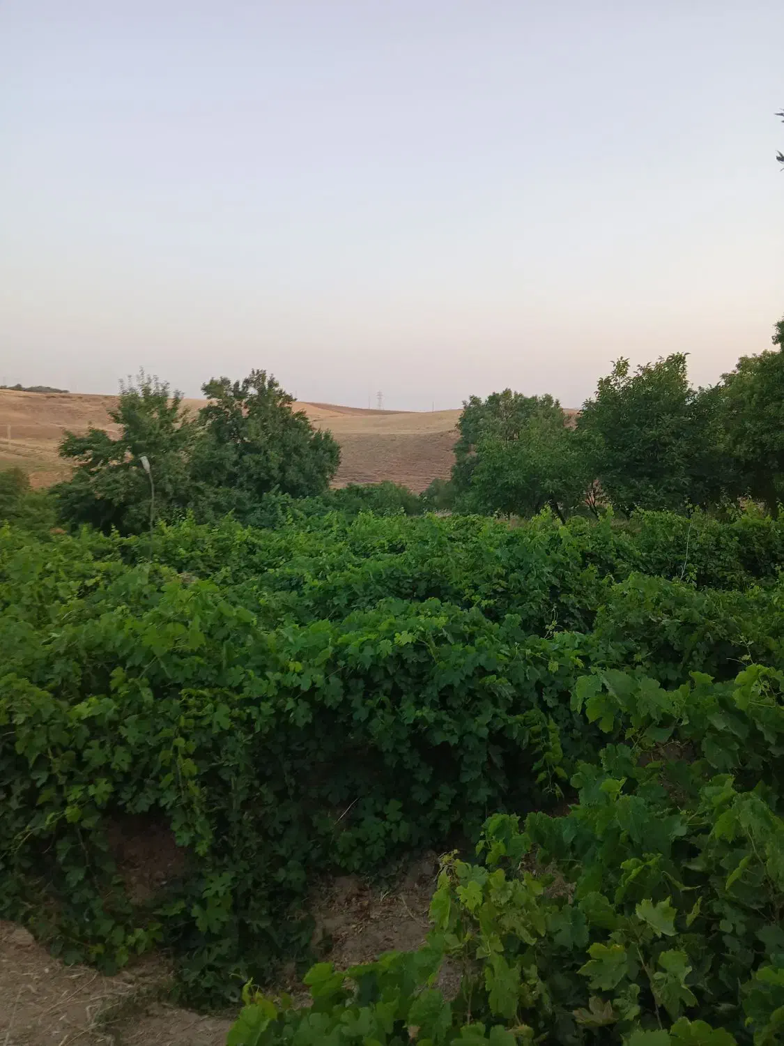 فروش باغ انگور در روستای گیجالی پایین|فروش دفتر صنعتی، کشاورزی، تجاری|بروجرد, |دیوار