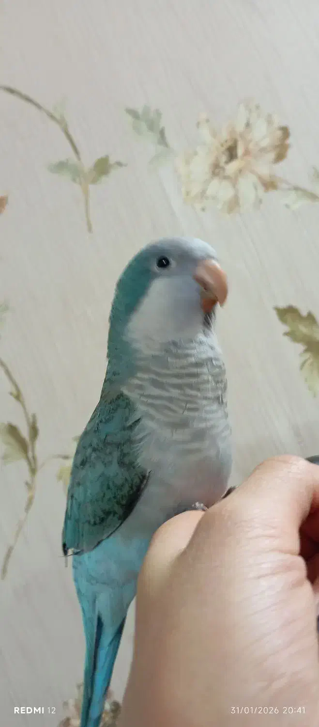 طوطی راهب|پرنده|مشهد, کارگران|دیوار