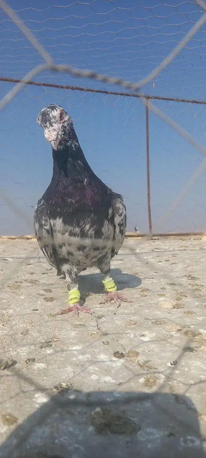 پرنده|پرنده|بردسکن, |دیوار