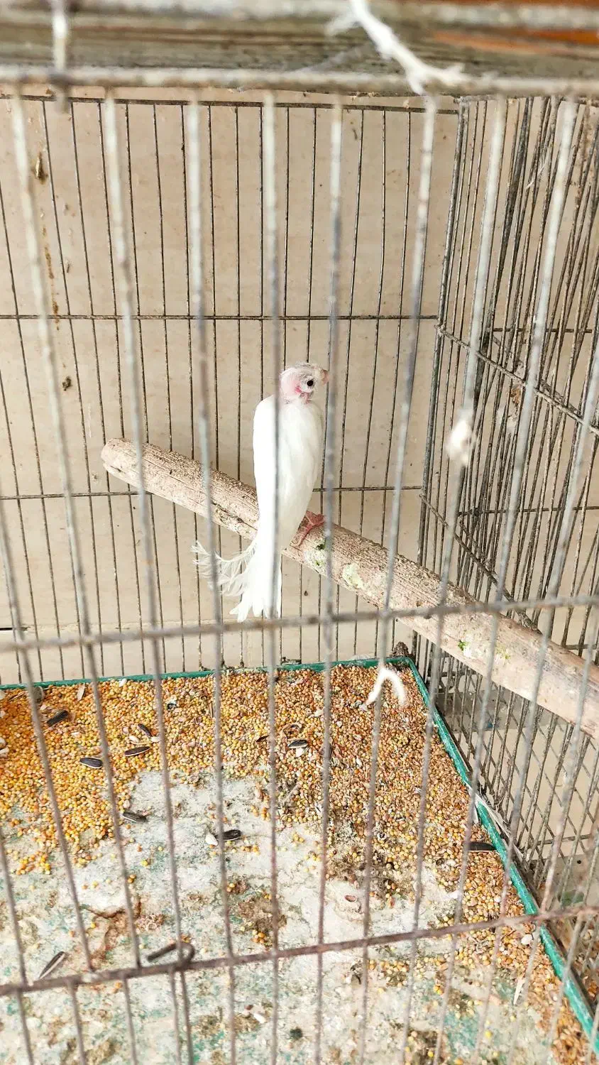 قناری ماده|پرنده|اردکان, |دیوار