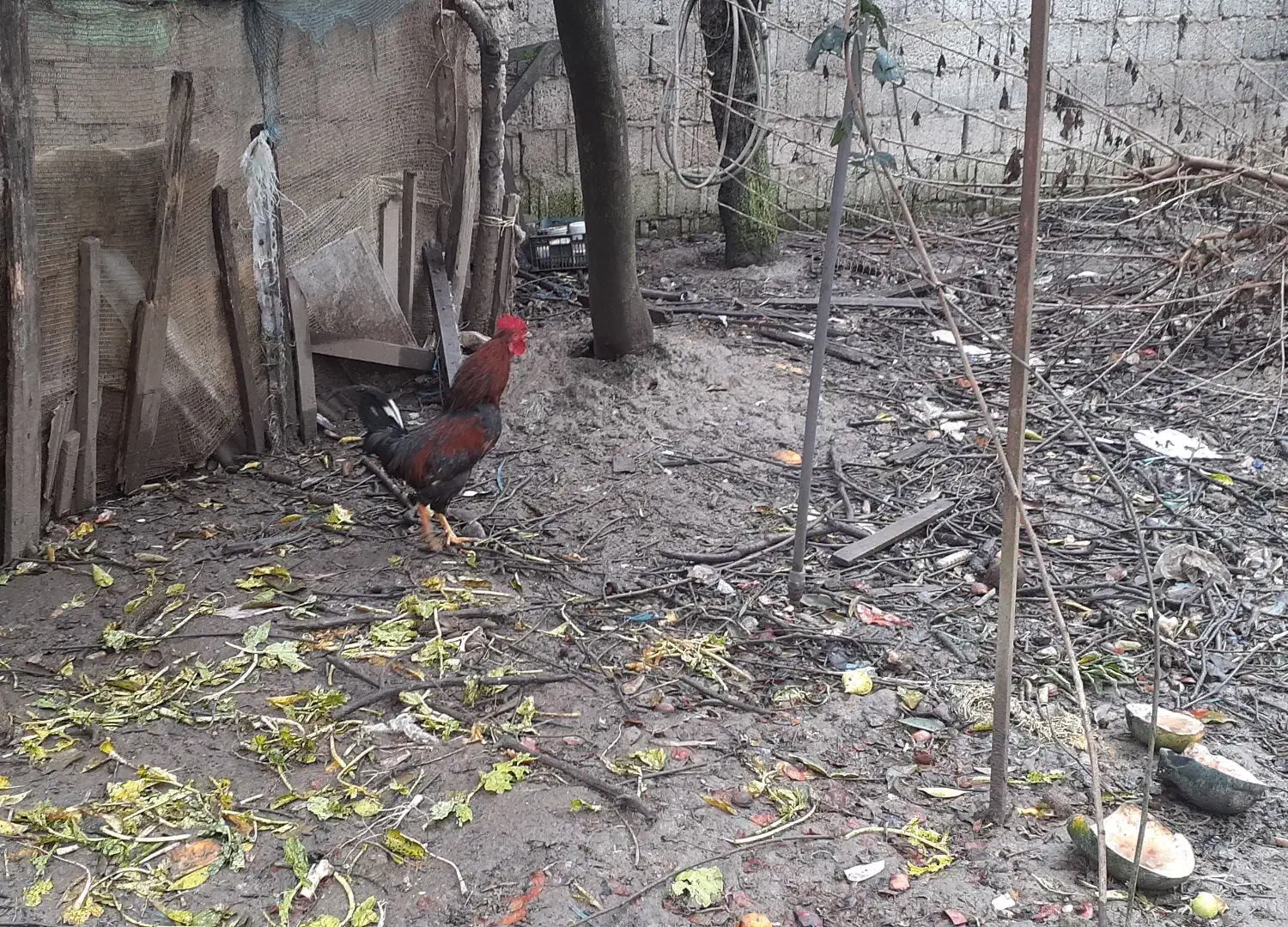 خروس محلی|حیوانات مزرعه|رشت, نخودچر|دیوار