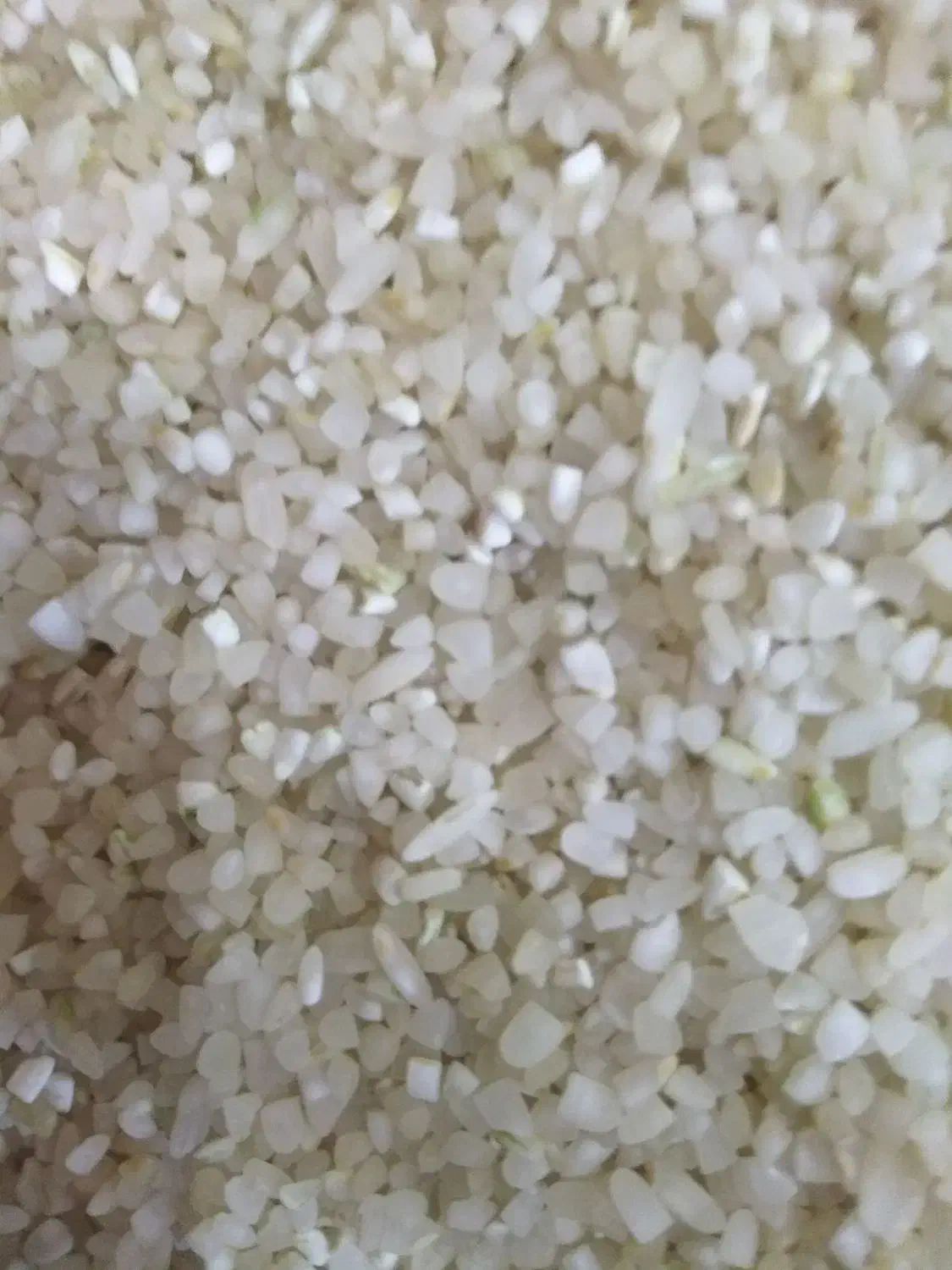 فروش،خورده برنج کامفیروز،درشت|عمدهفروشی|مرودشت, ابوذر شمالی|دیوار