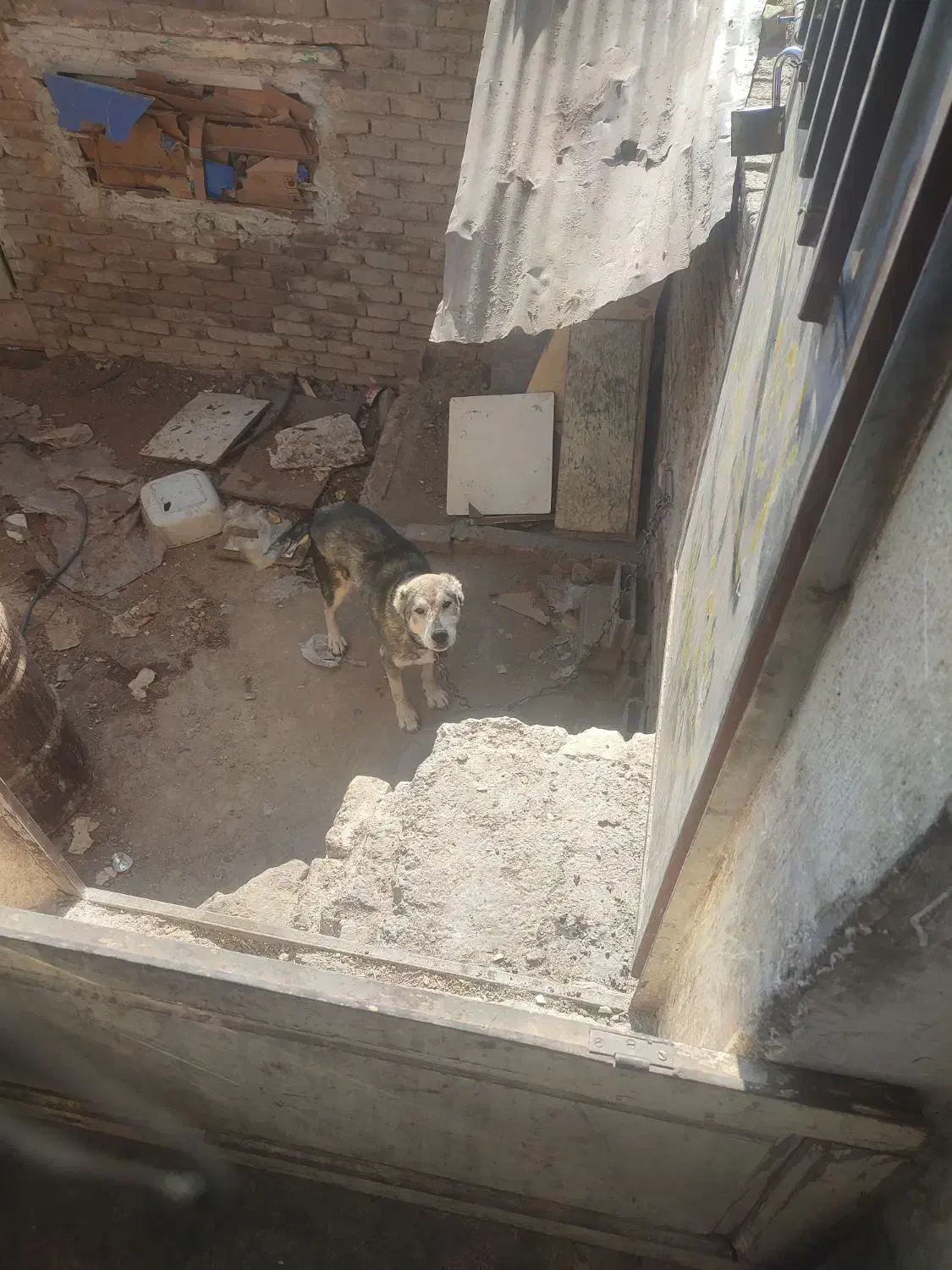 سگ کله ای ونکهبان افغان معاوضه درخدمتیم|سگ|بومهن, |دیوار