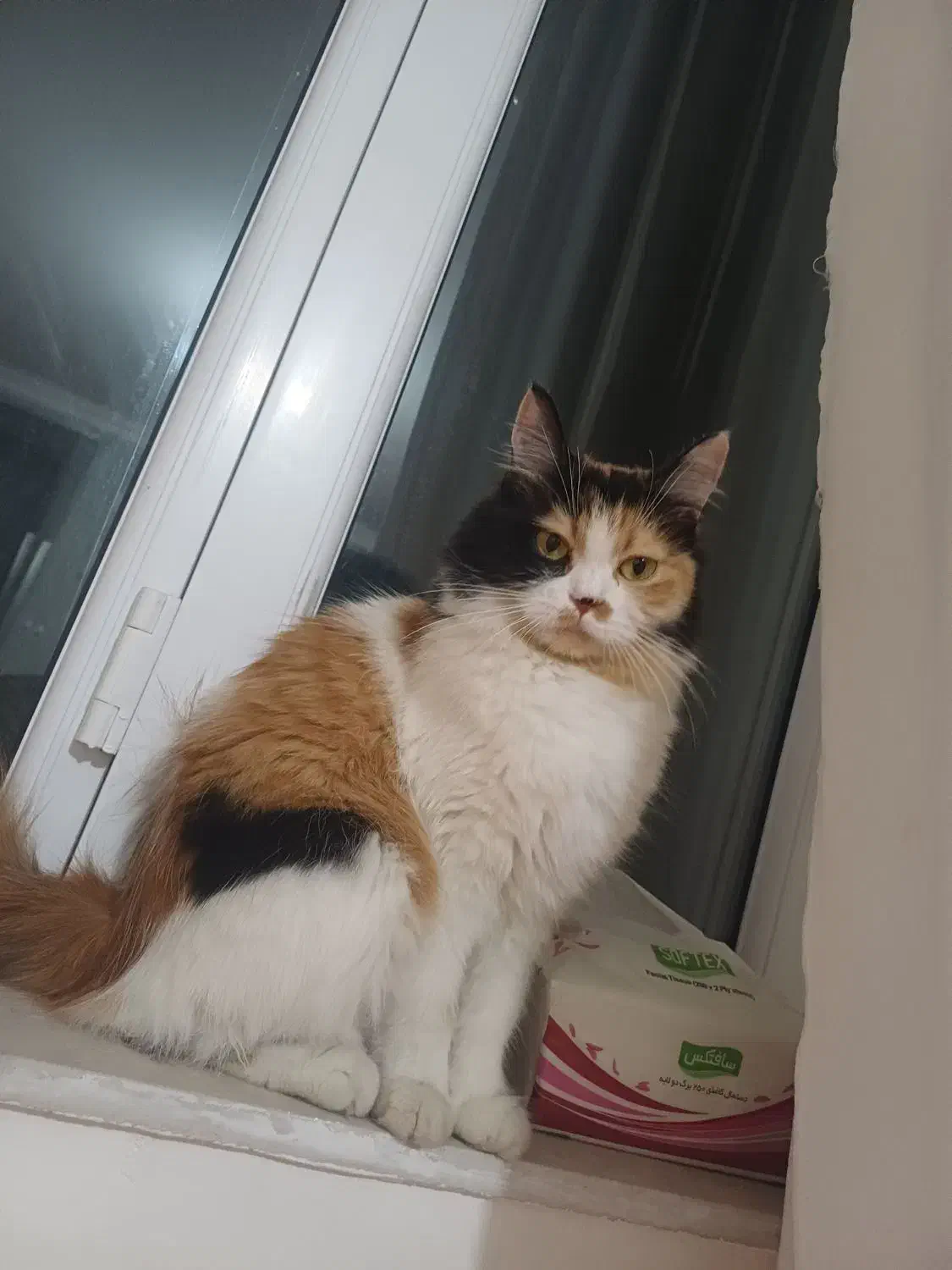 گربه گمشده|گربه|نقده, |دیوار