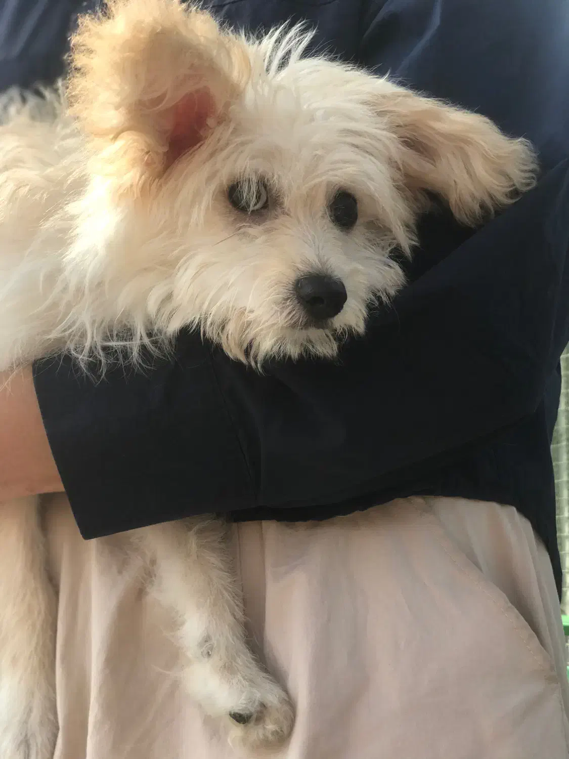 واگذاری رایگان پودل مالتیز|سگ|تهران, تهرانسر مرکزی|دیوار