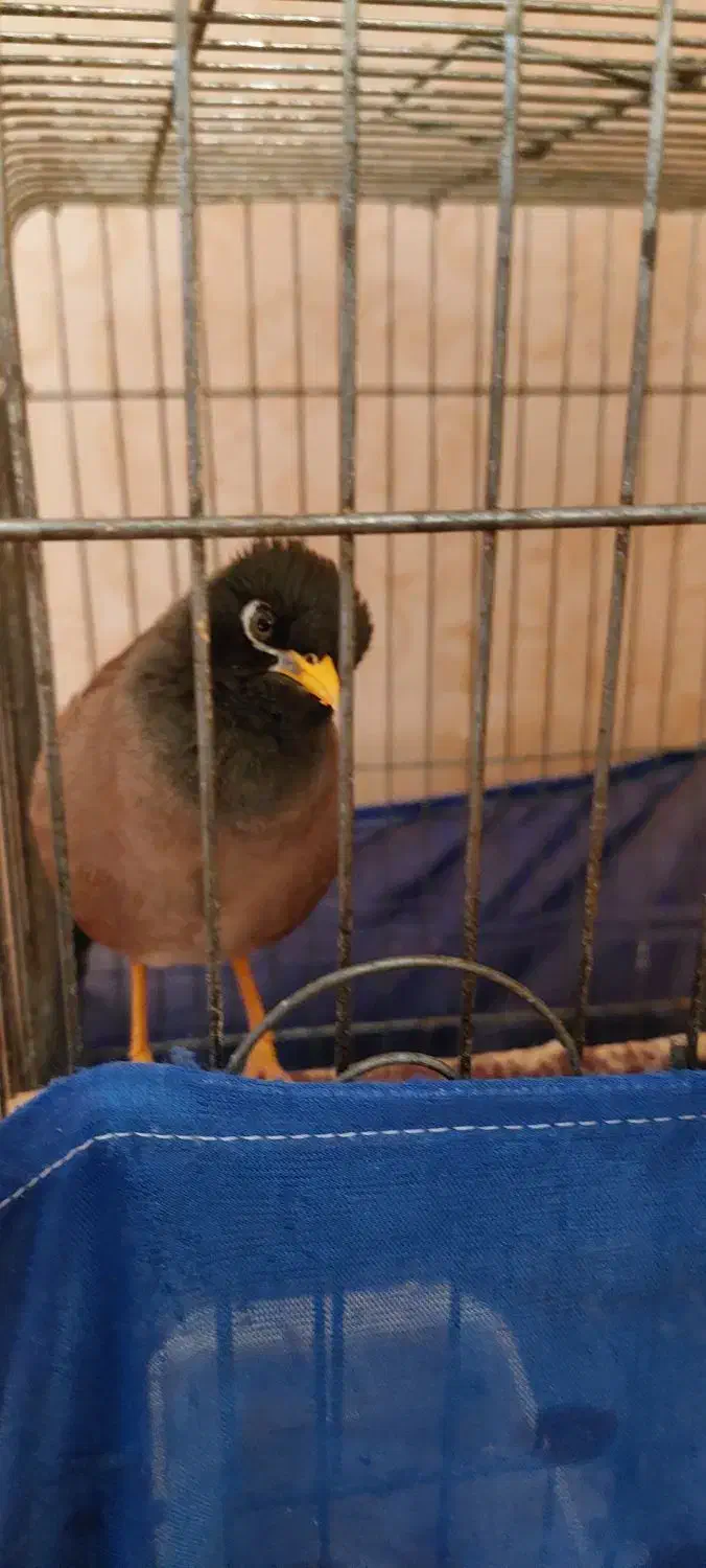 مرغ مینا|پرنده|پاکدشت, خاتون آباد|دیوار