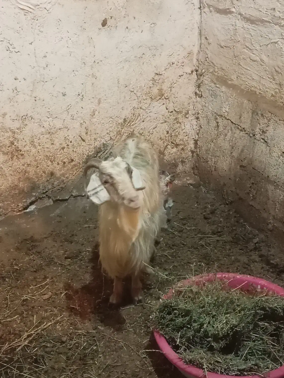 بز قاله|حیوانات مزرعه|اردبیل, |دیوار