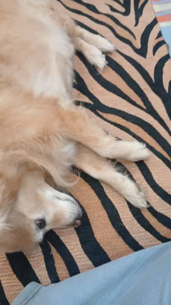 این سگ به نام پاما فروشی|سگ|آبادان, |دیوار