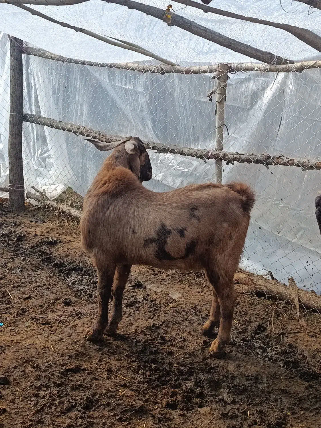 نر بز های چهل خال اصل پاکستانی|حیوانات مزرعه|انزل, |دیوار