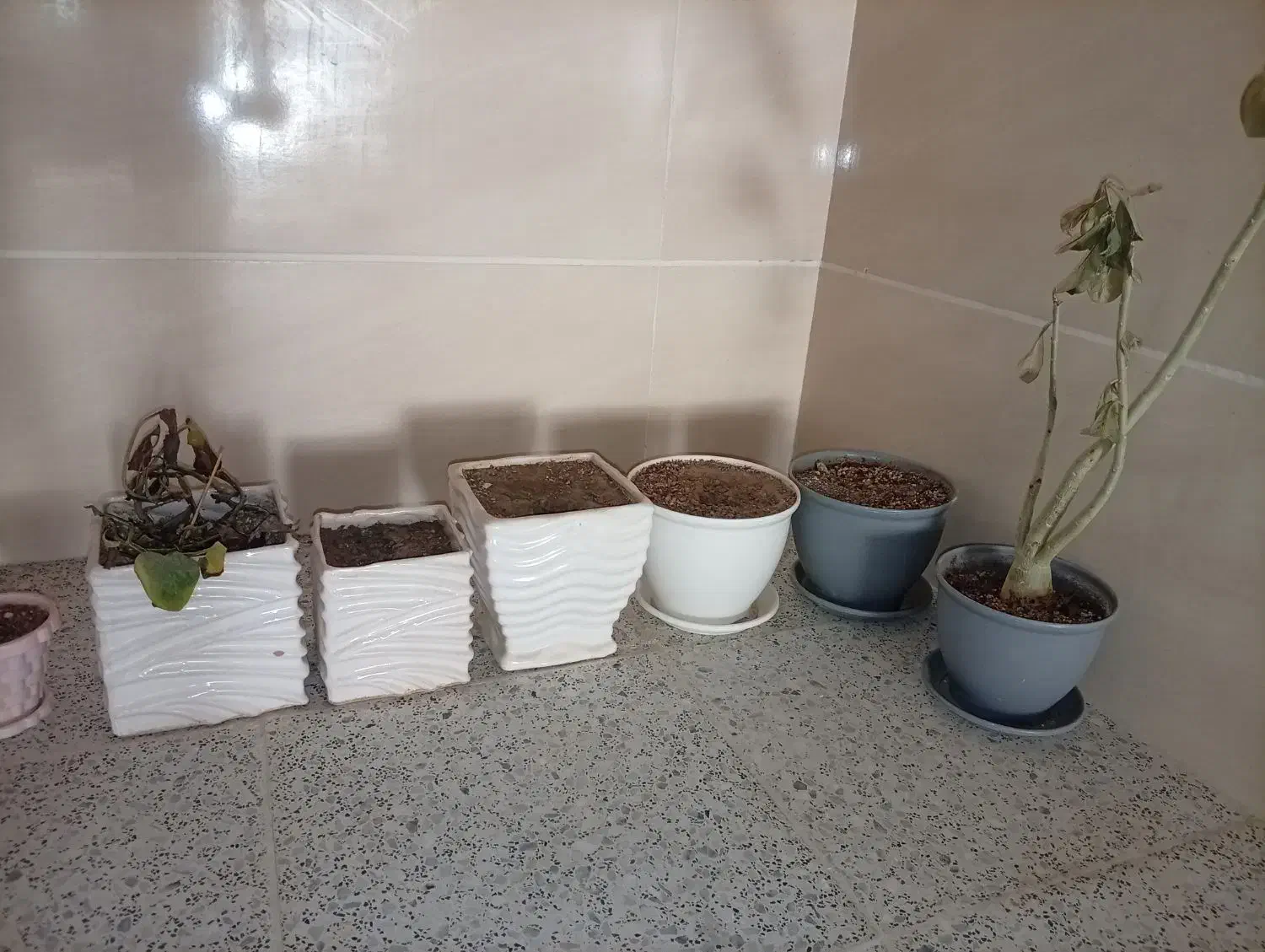 گلدان|گل و گیاه طبیعی|اردکان, |دیوار