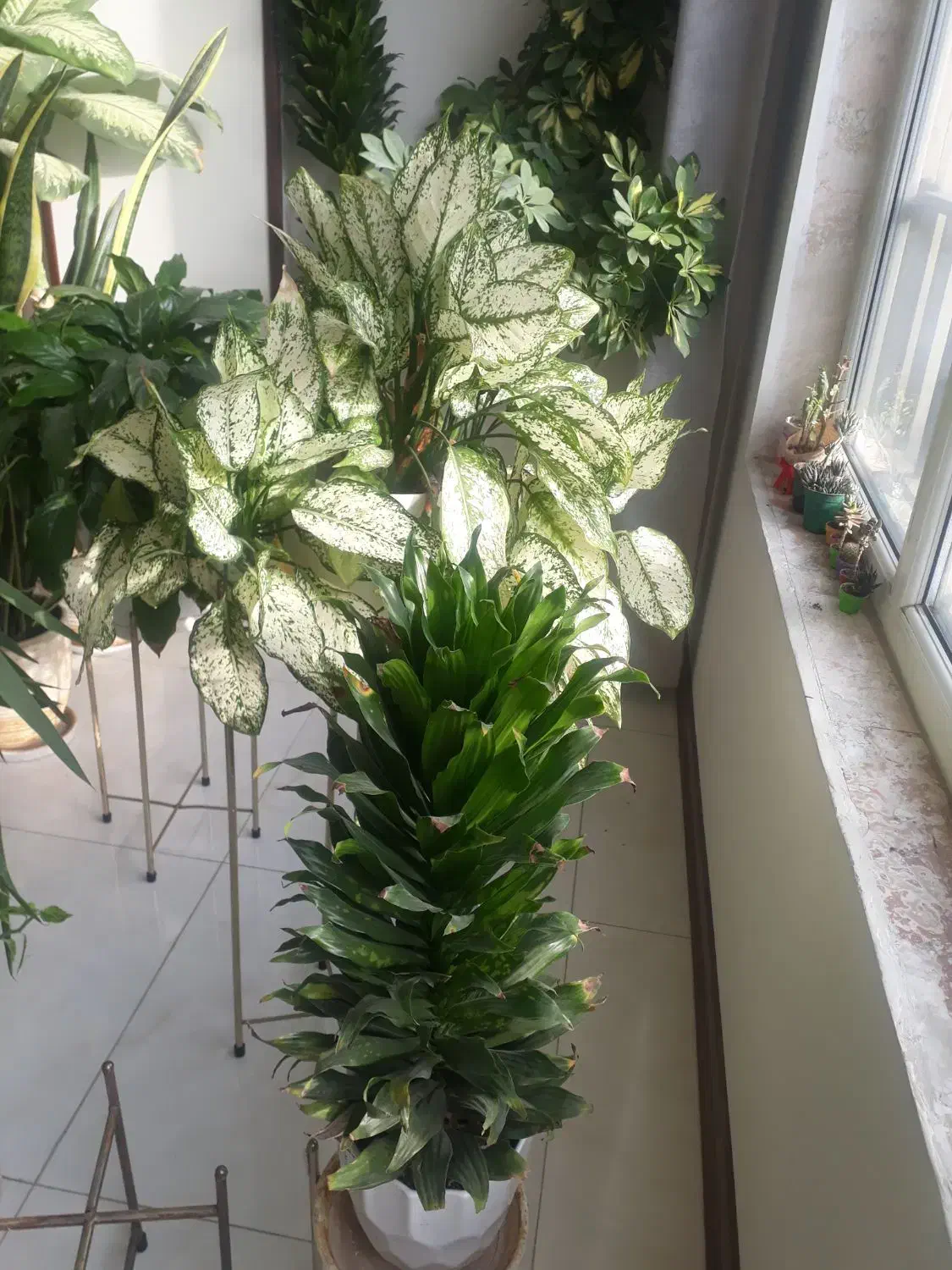 تعدادی گل آپارتمانی|گل و گیاه طبیعی|فردیس, فردیس|دیوار