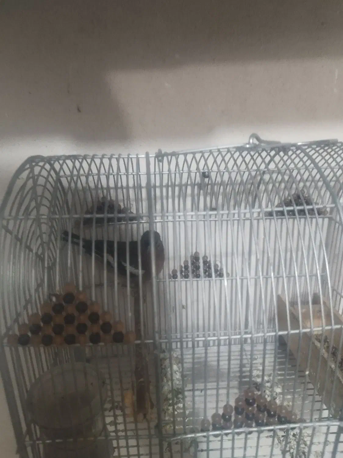 سهره|پرنده|یزد, |دیوار