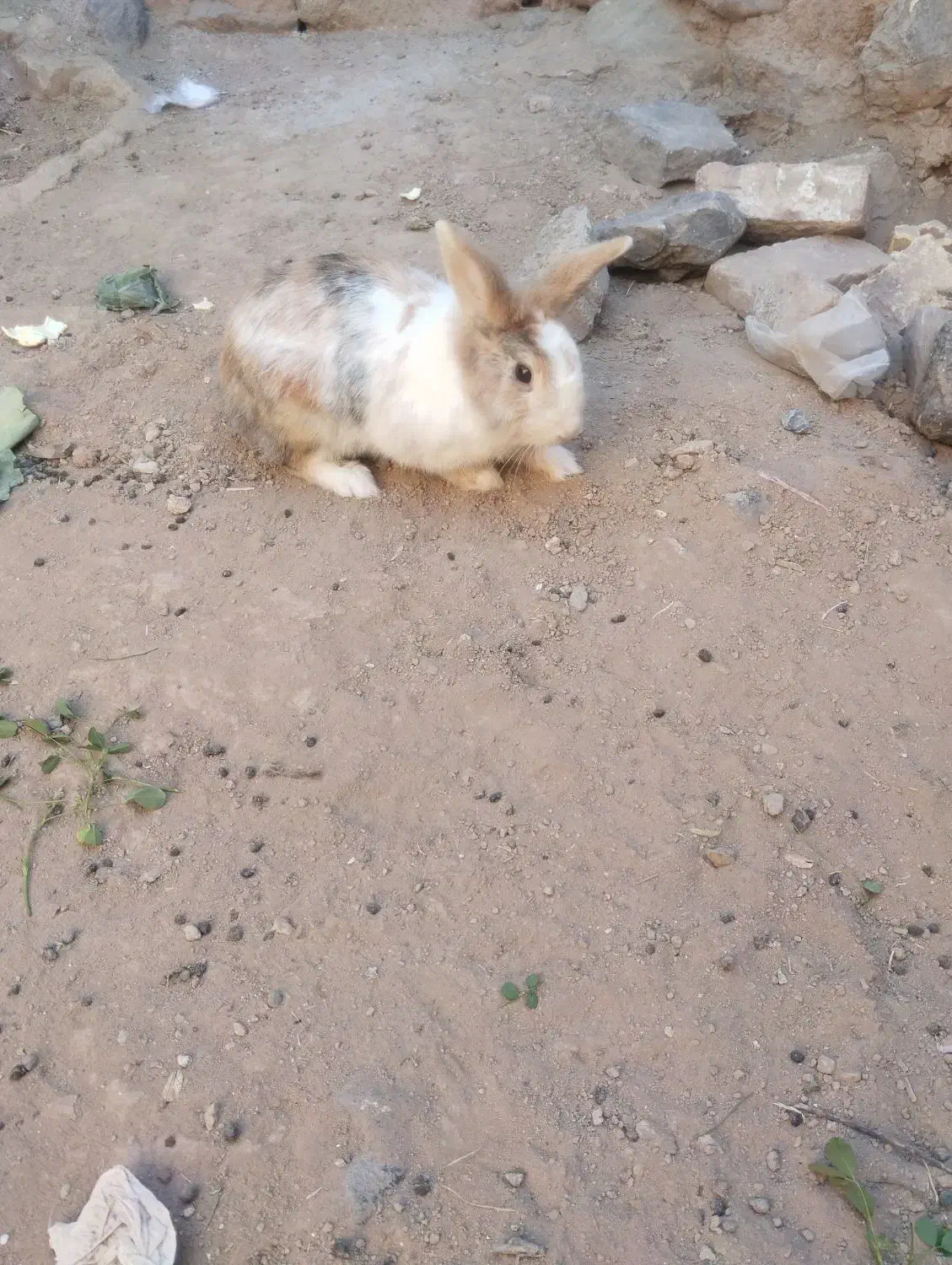 خرگوش نر|موش و خرگوش|نیشابور, مازول|دیوار