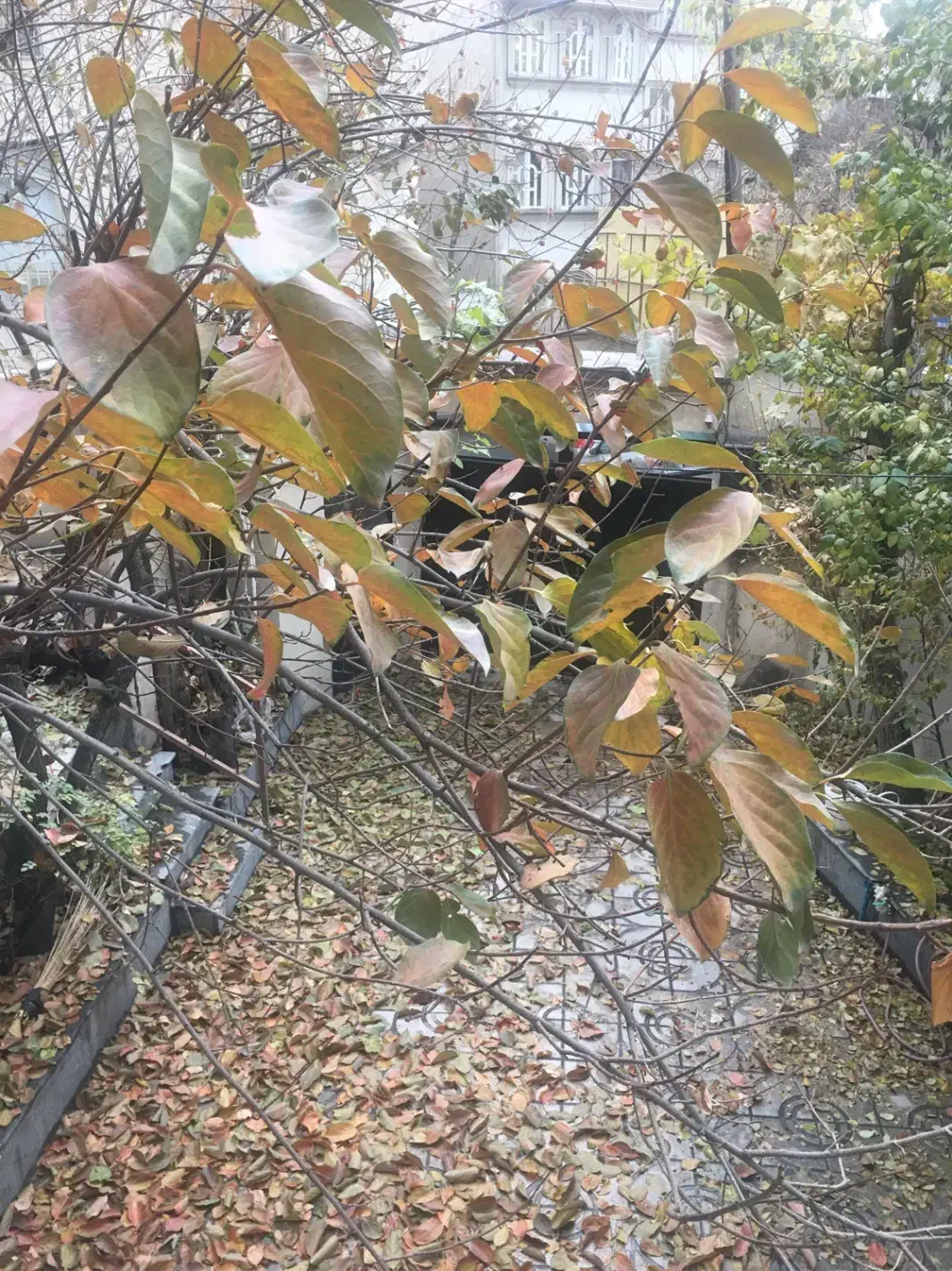 اجاره واحد مسکونی|اجارهٔ آپارتمان|تهران, گلاب دره|دیوار