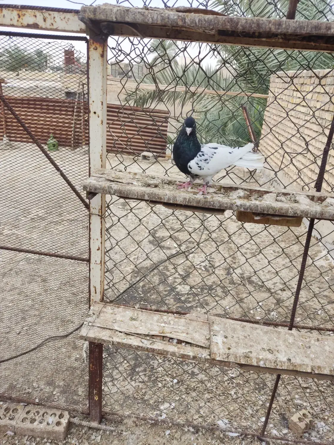 فروش|پرنده|باوی, |دیوار