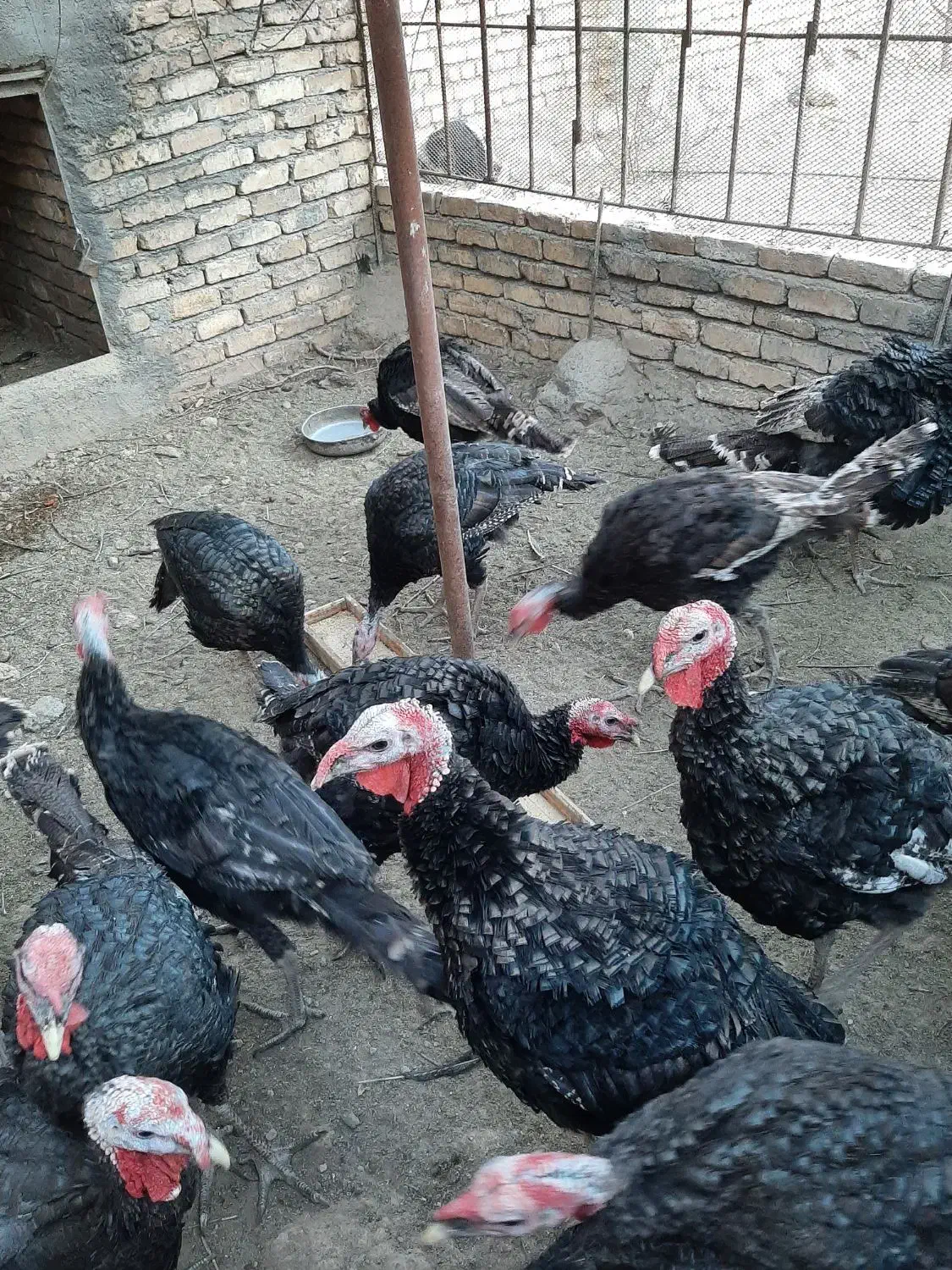 بوقلمون|حیوانات مزرعه|فولادشهر, فولادشهر|دیوار